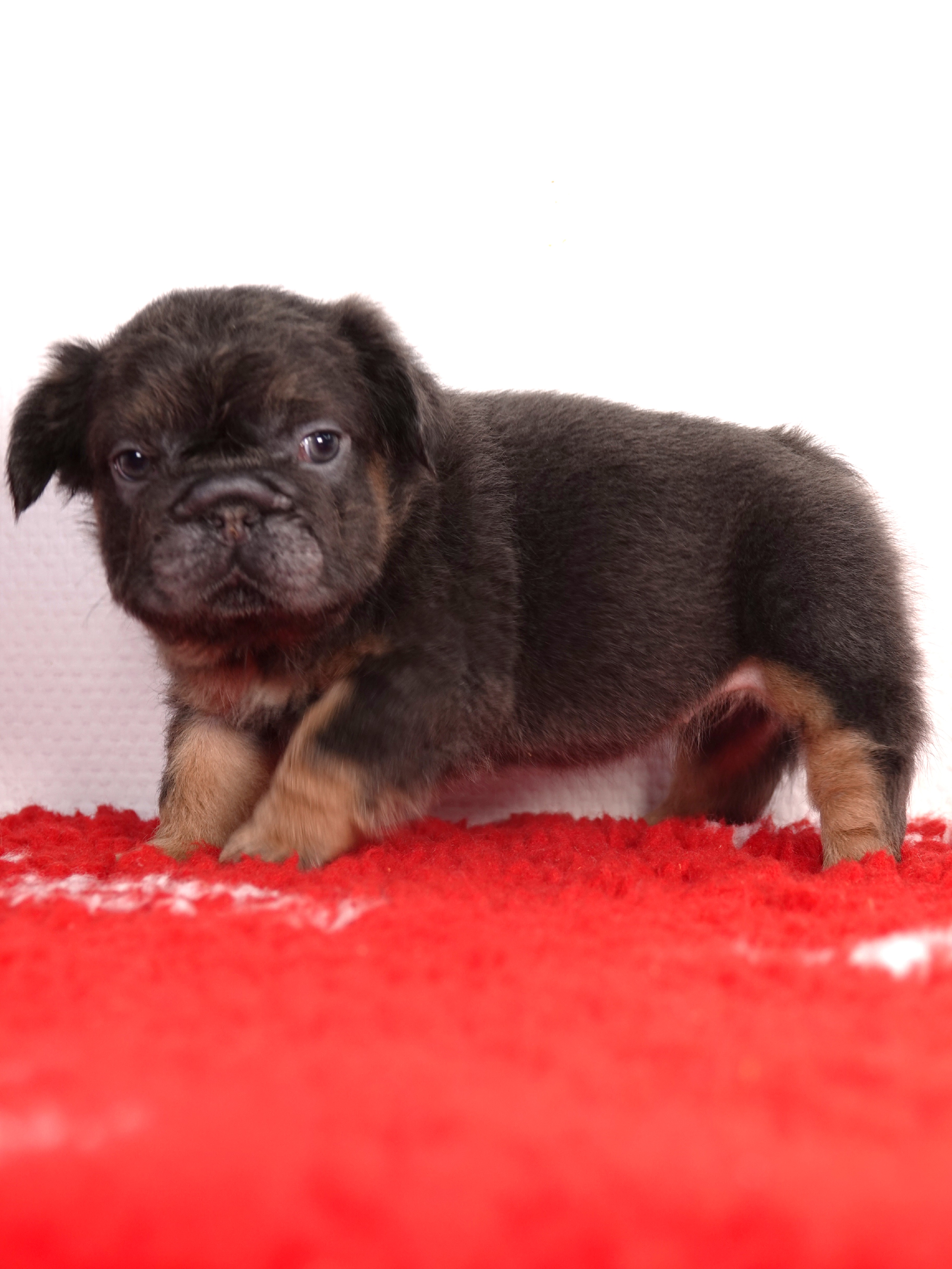 Femelle 1 - très petit gabarit - Big rope Bleu tan Fluffy   - DISPONIBLE