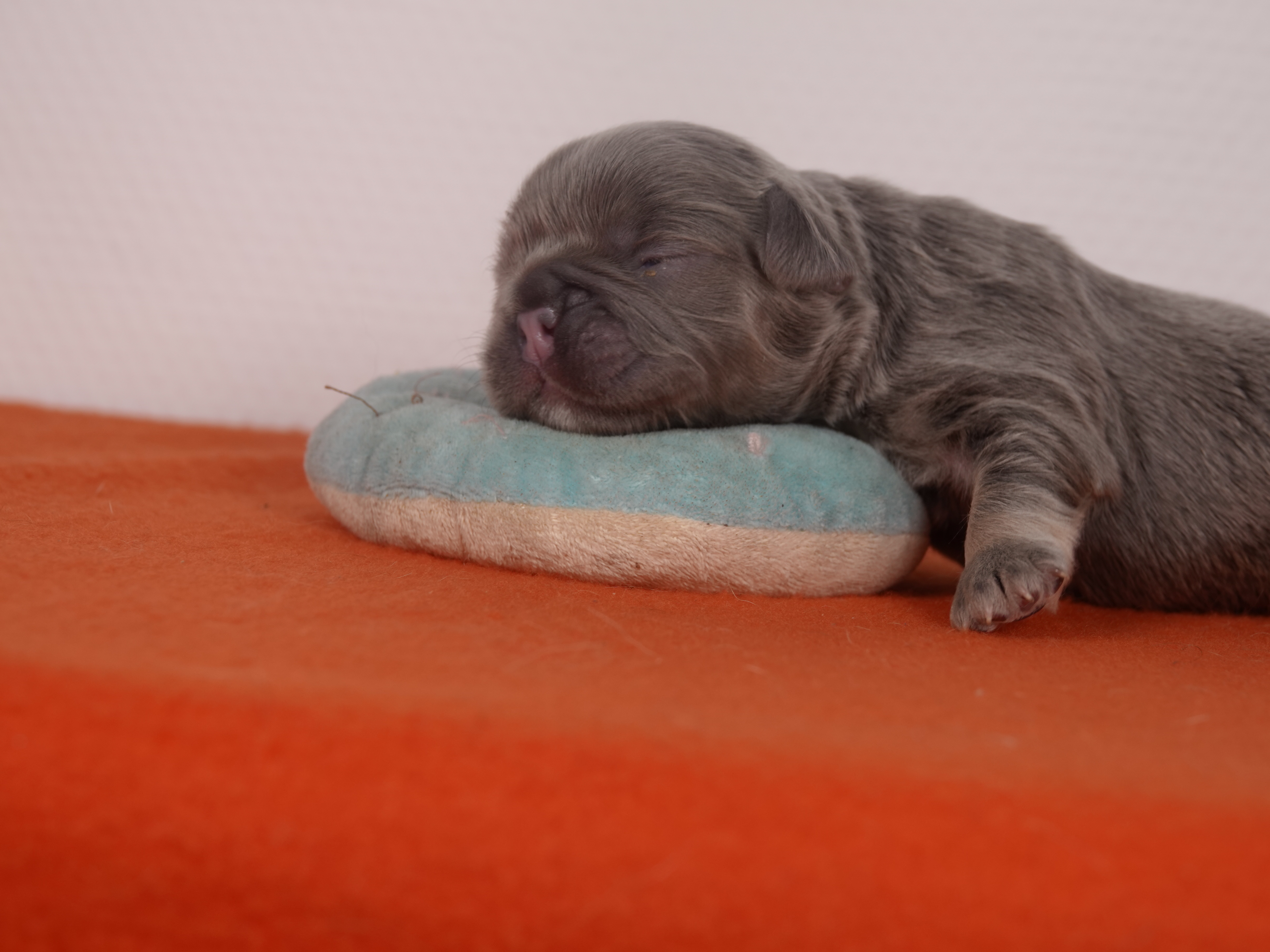 Mâle 3 Bouledogue Français - Lilac tan Fluffy