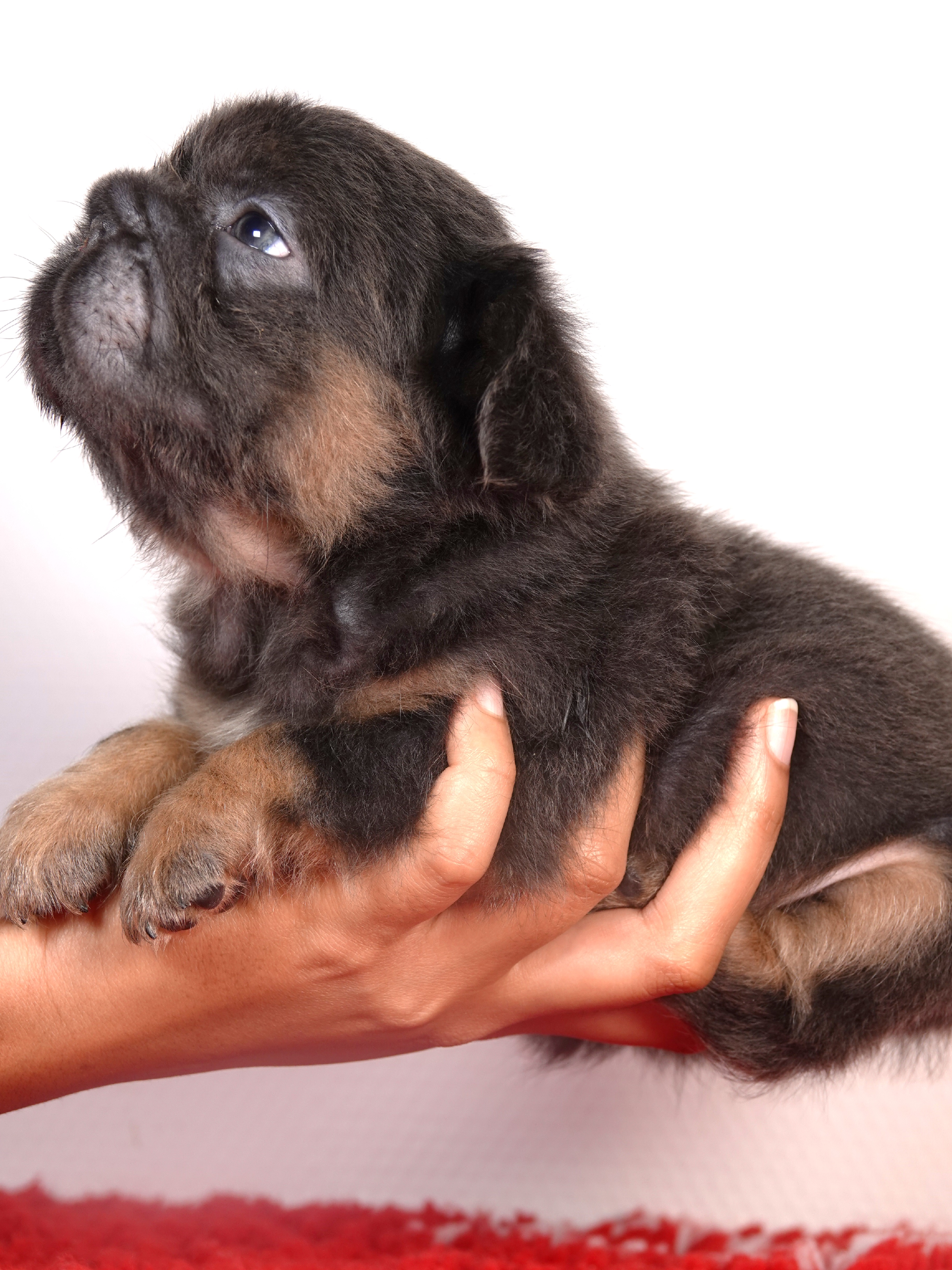 Femelle 1 - très petit gabarit - Big rope Bleu tan Fluffy   - DISPONIBLE