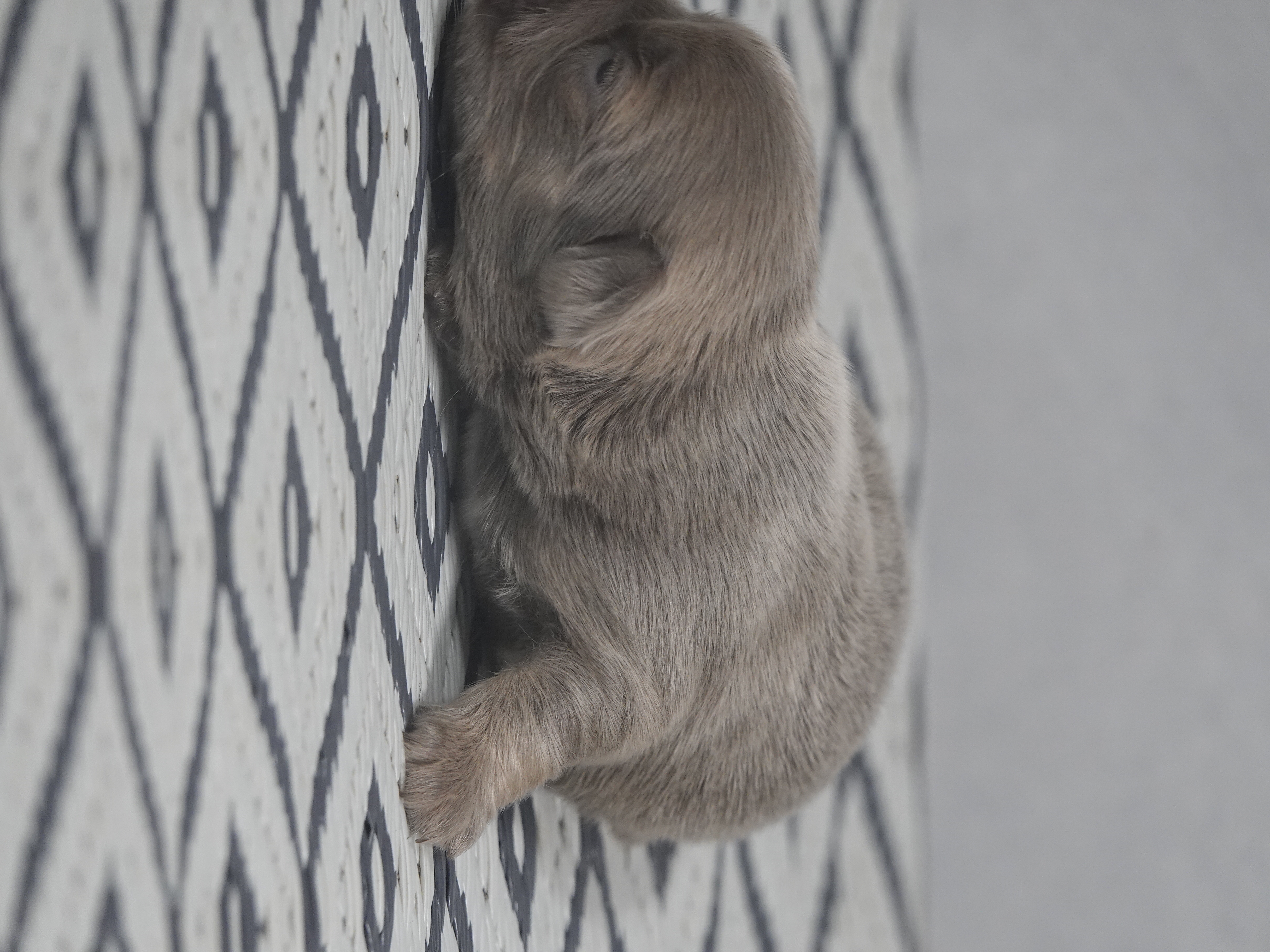 Mâle 3 - newshade  tan Fluffy   - DISPONIBLE