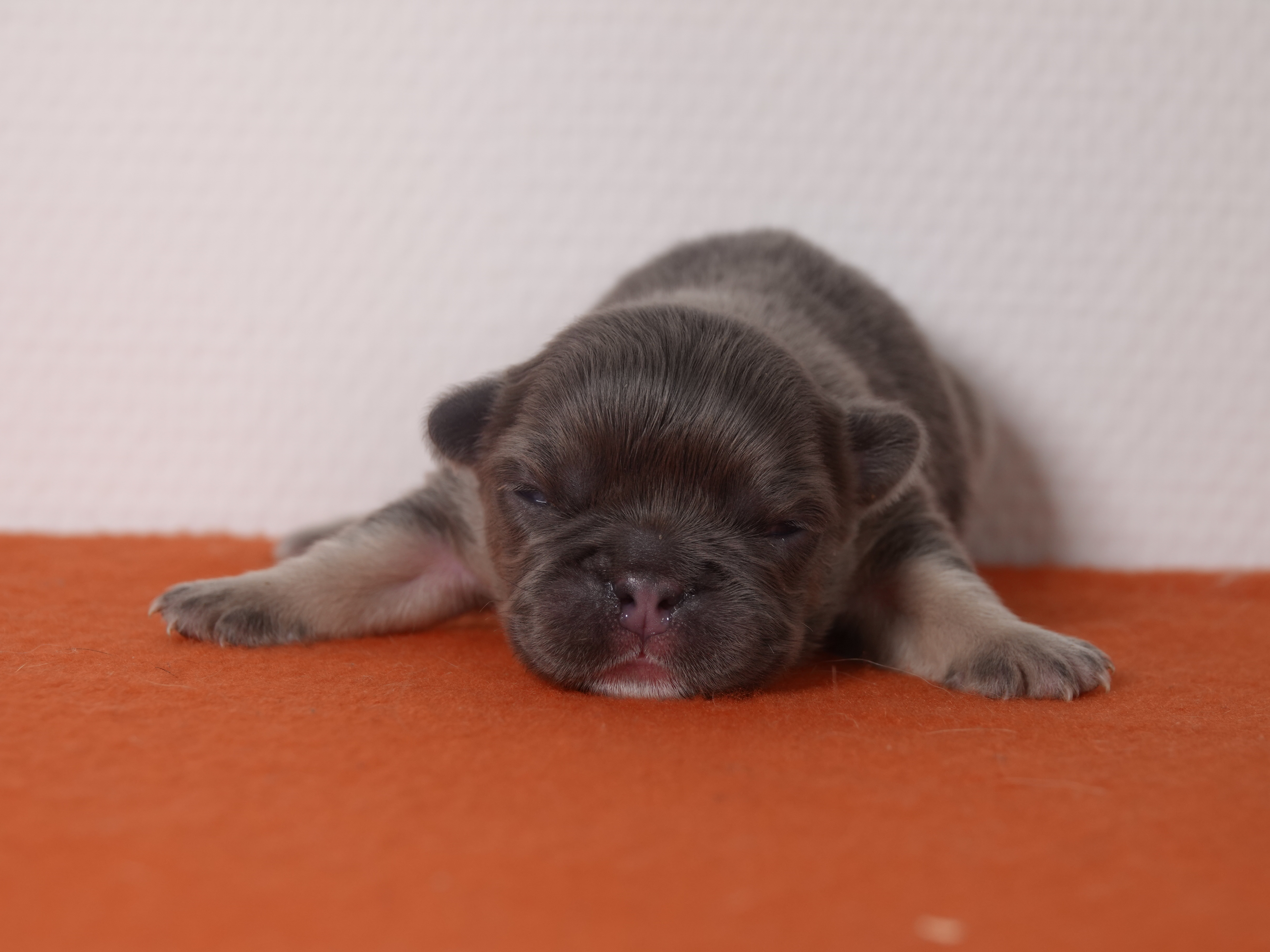 Mâle 1 Bouledogue Français - Bleu tan Fluffy