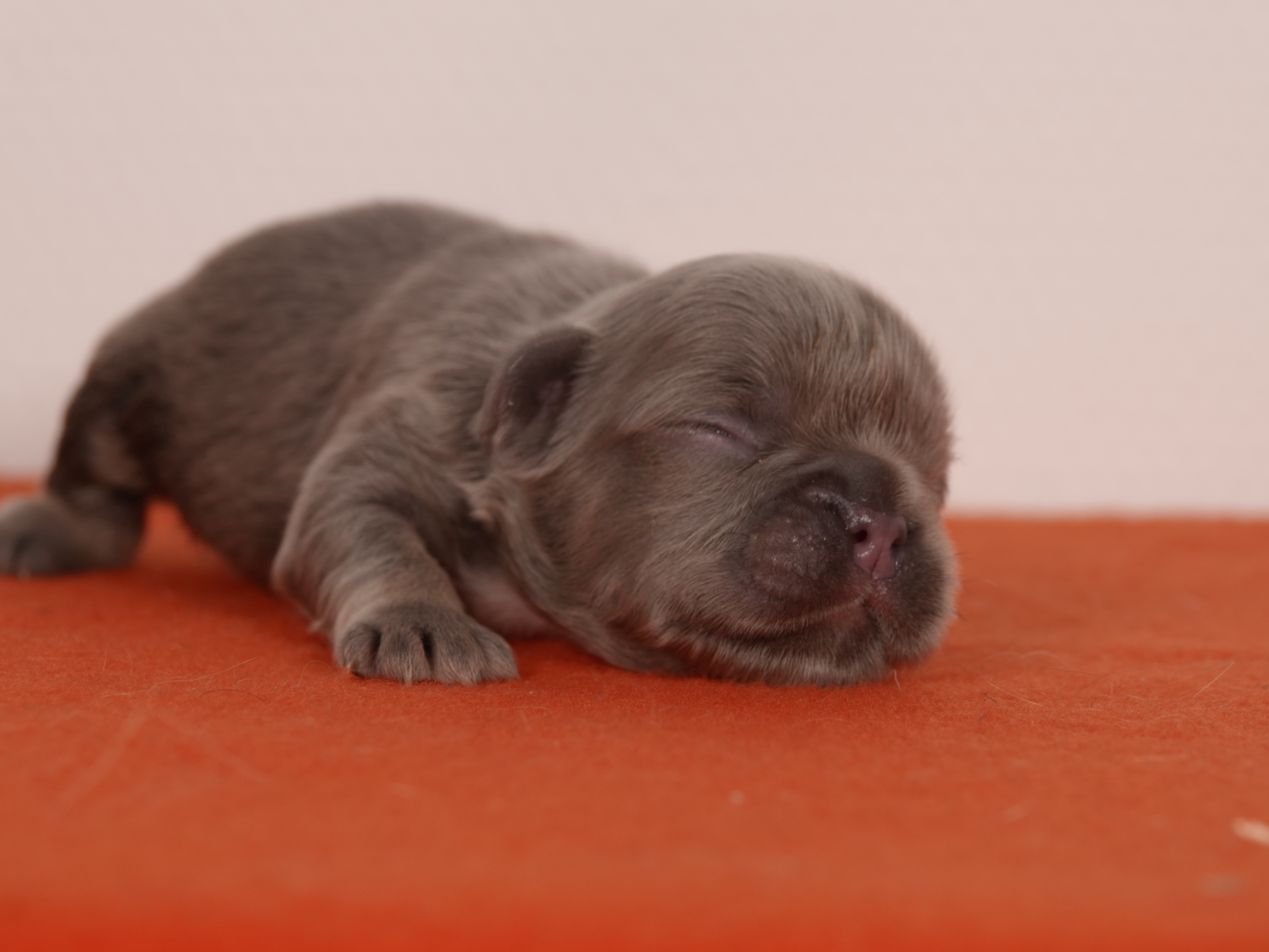 Mâle 4 Bouledogue Français - Lilac tan Fluffy