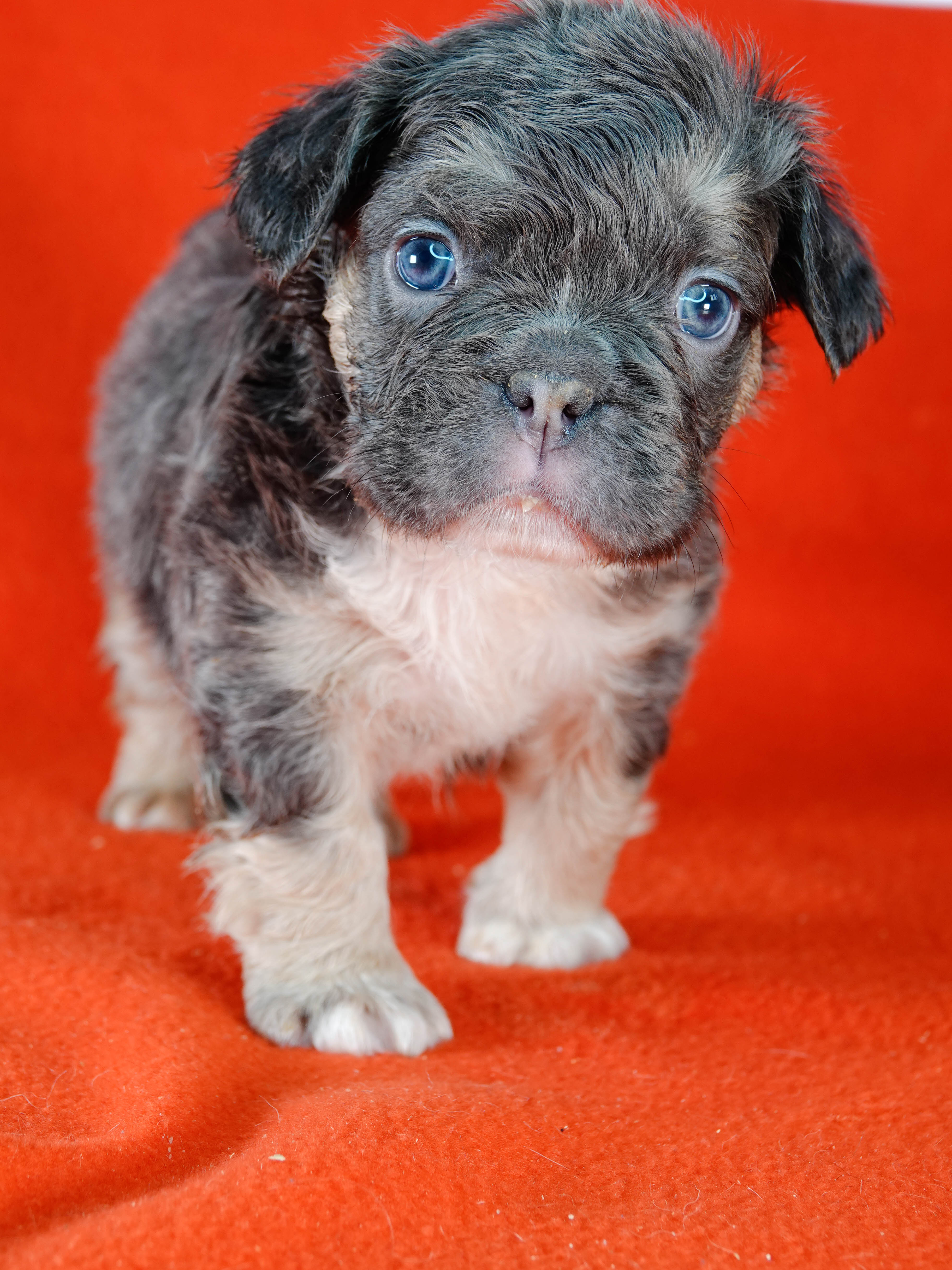 Mâle 6 -  Bouledogue Français - Lilac tan Fluffy - DISPONIBLE