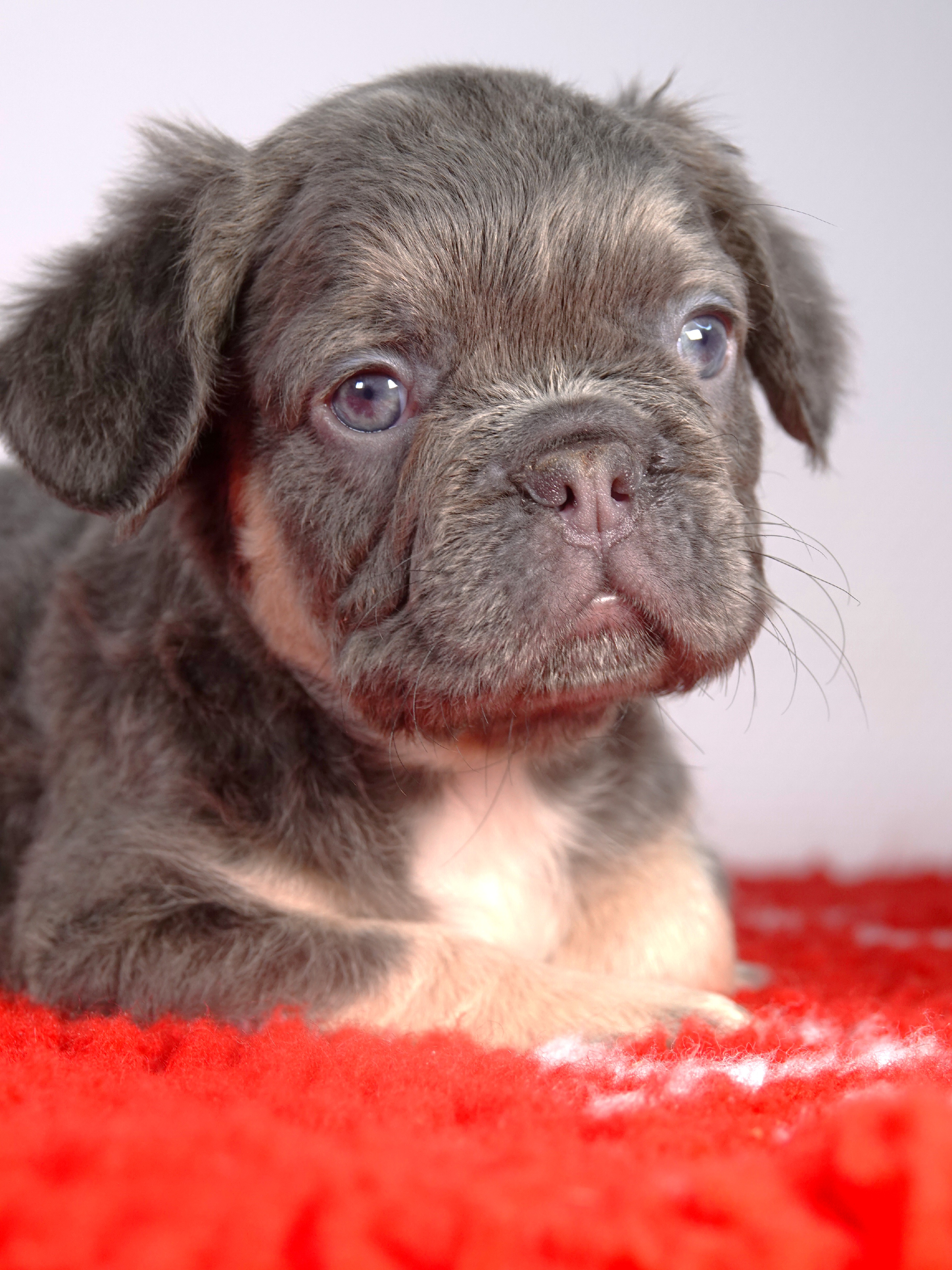 Mâle 3 - Bouledogue Français - Lilac tan Fluffy - DISPONIBLE