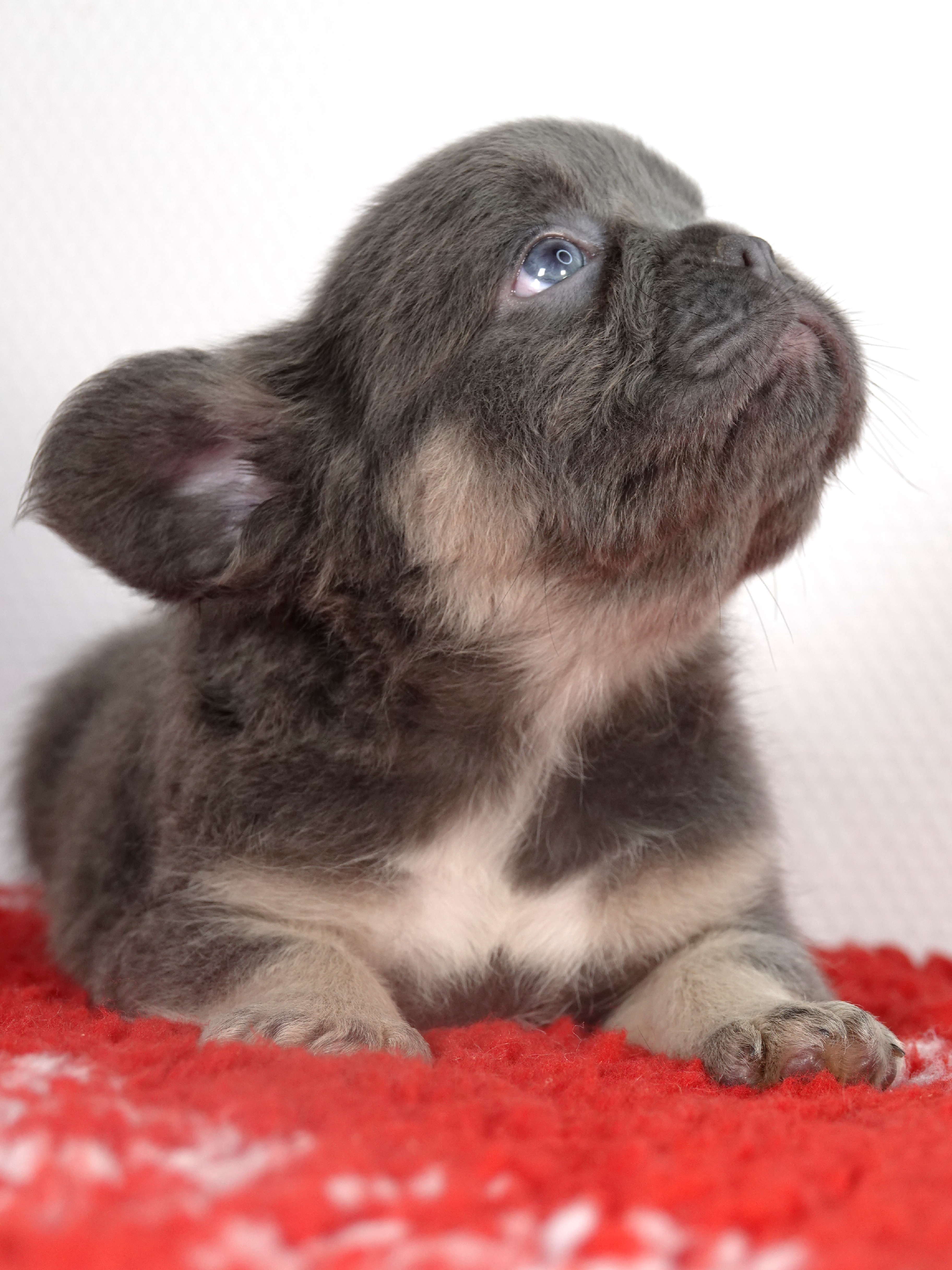 Mâle 4  - Lilac tan Fluffy  - Réservé