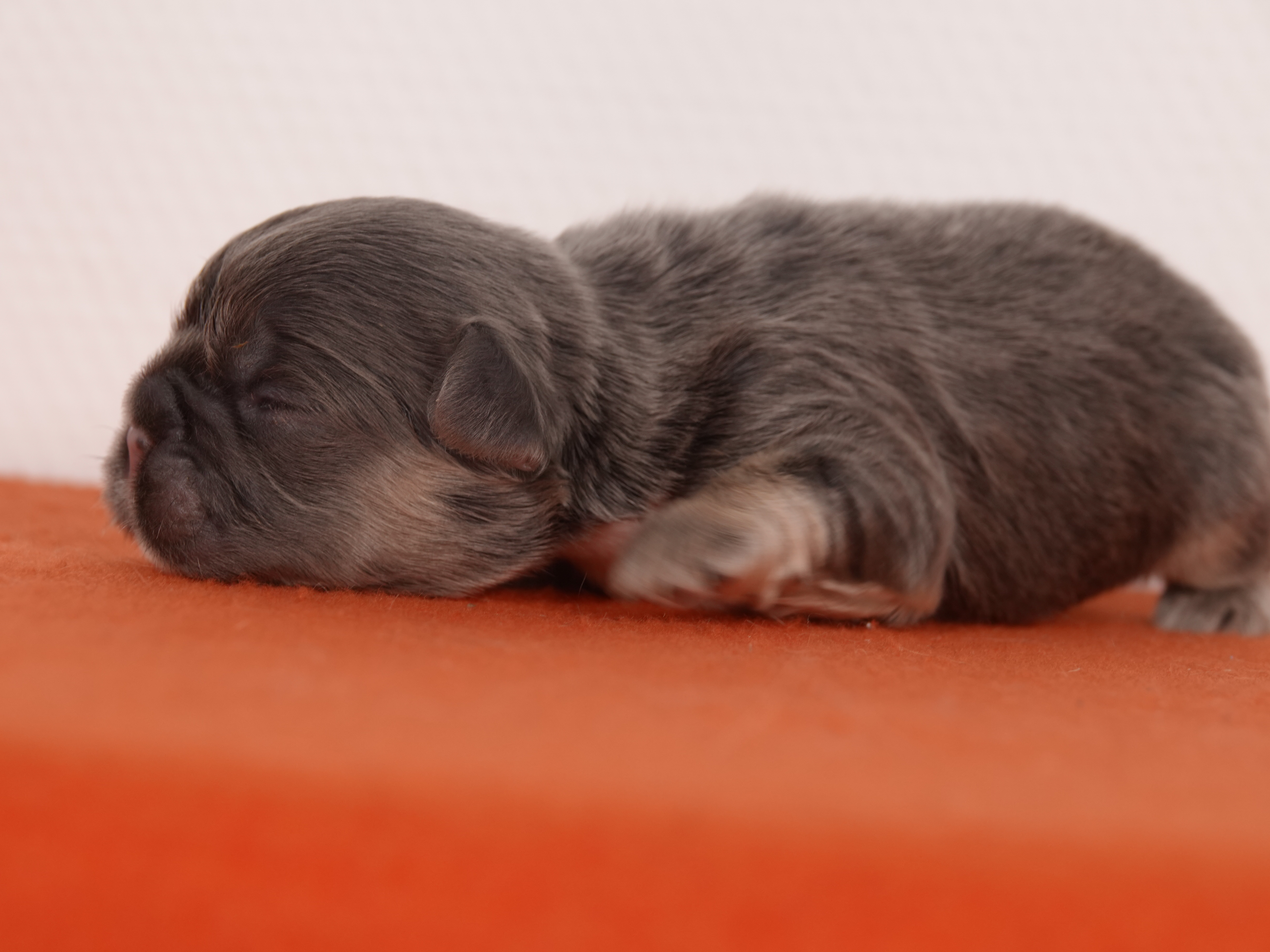 Mâle 2 Bouledogue Français - Bleu tan Fluffy