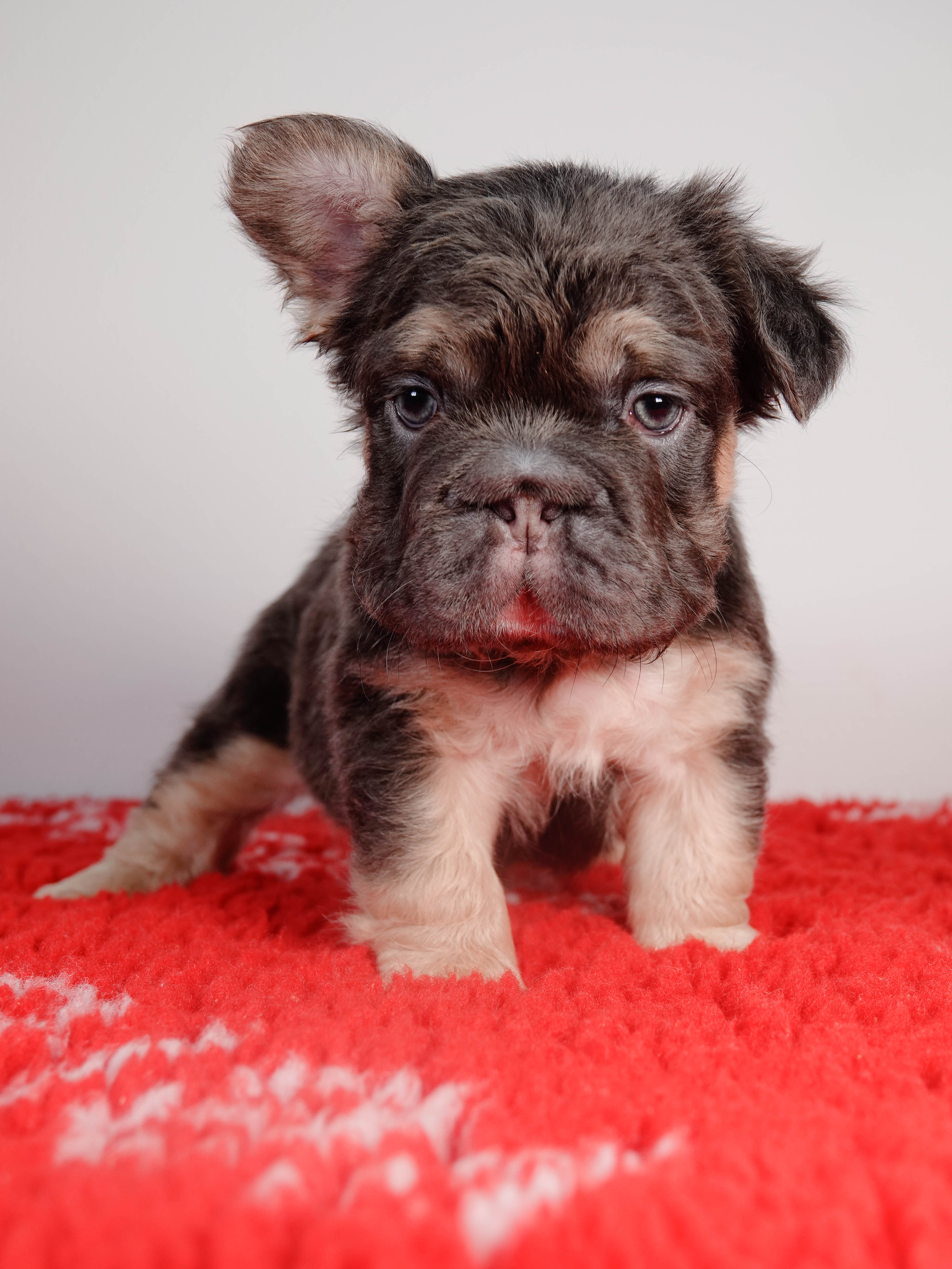 Mâle 1- Bouledogue Français - Big rope - Bleu tan Fluffy - DISPONIBLE