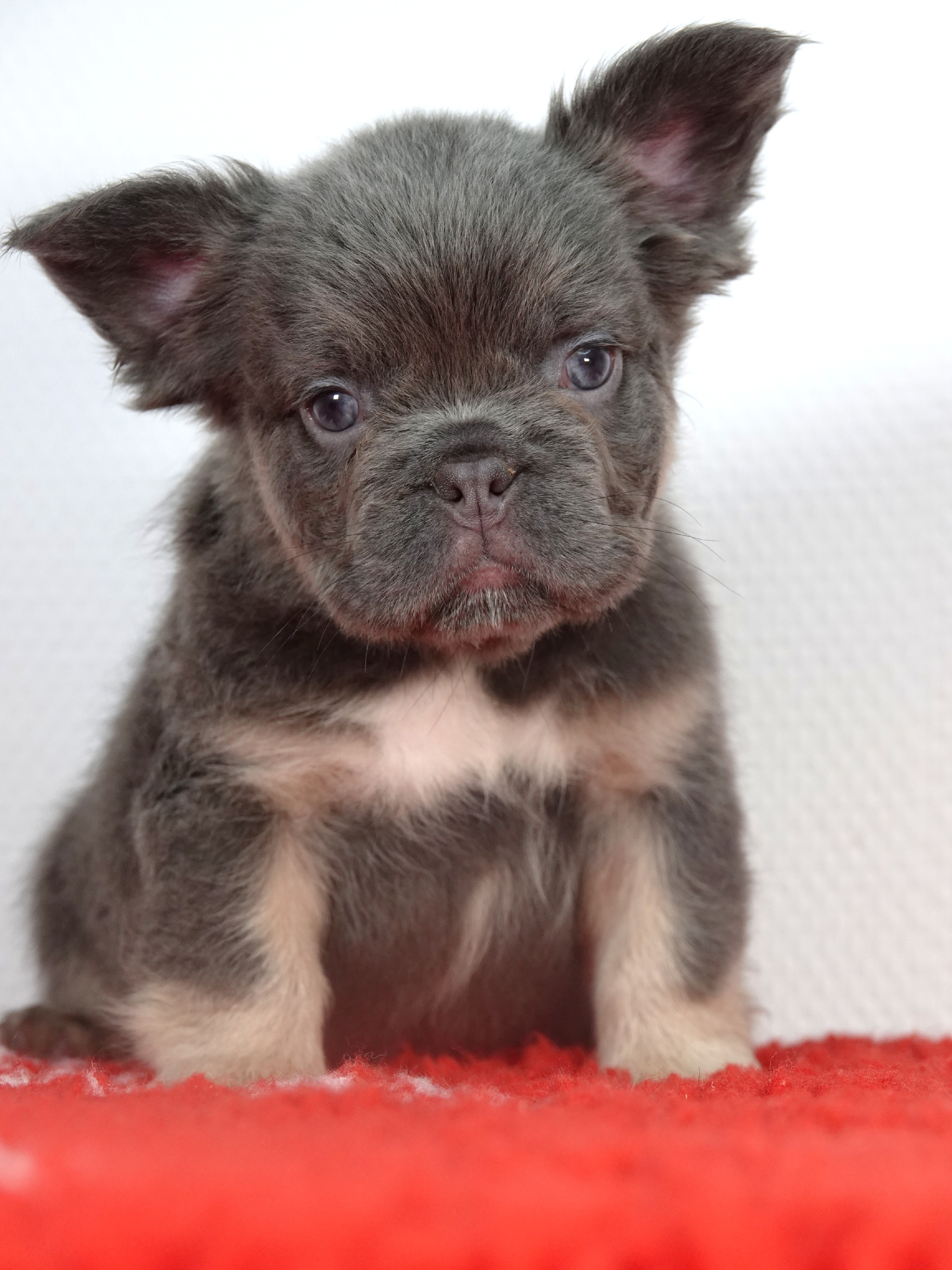 Mâle 4  - Lilac tan Fluffy  - Réservé