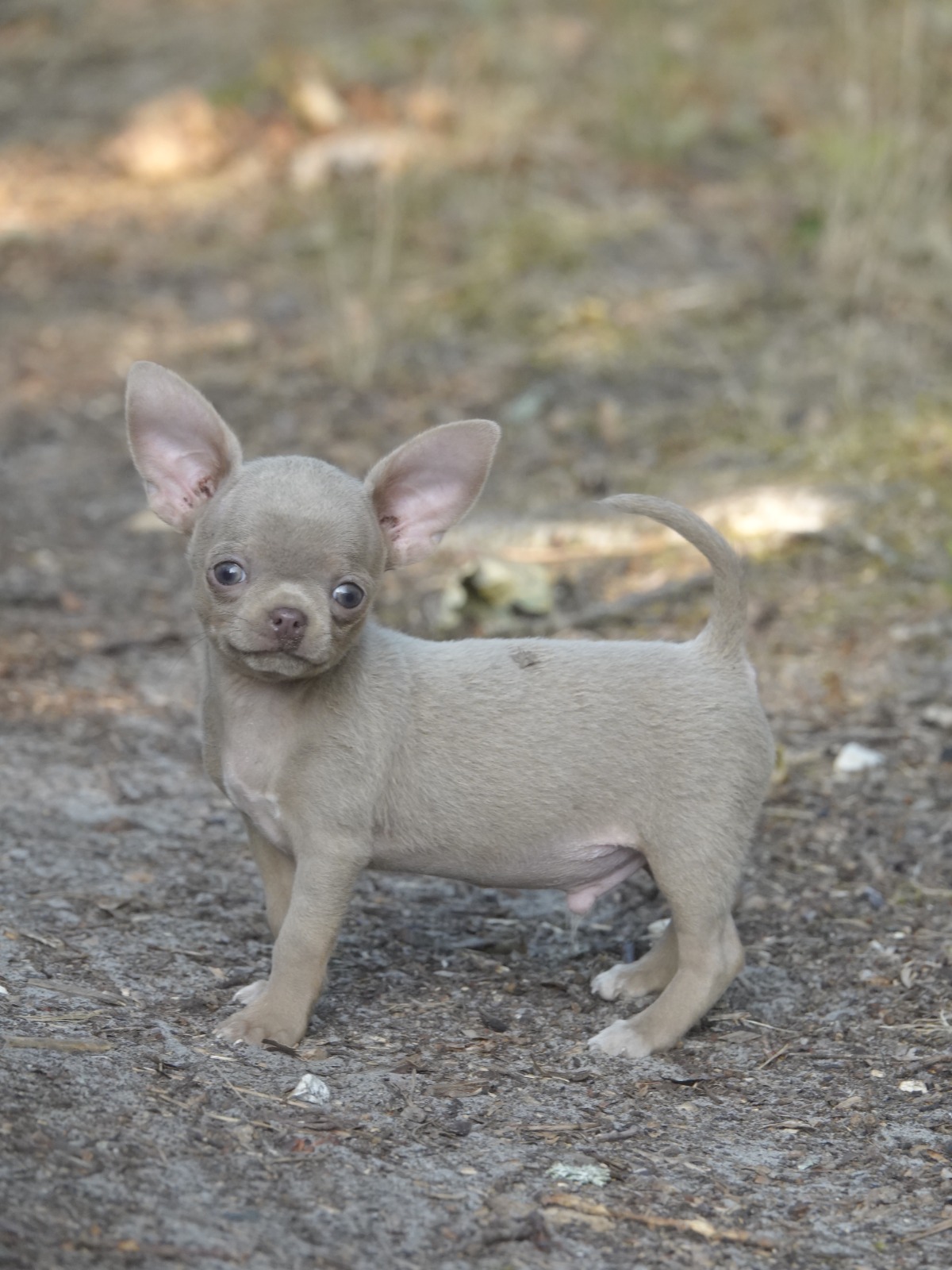 Male Chihuahua LOF - Lilac - Disponible 