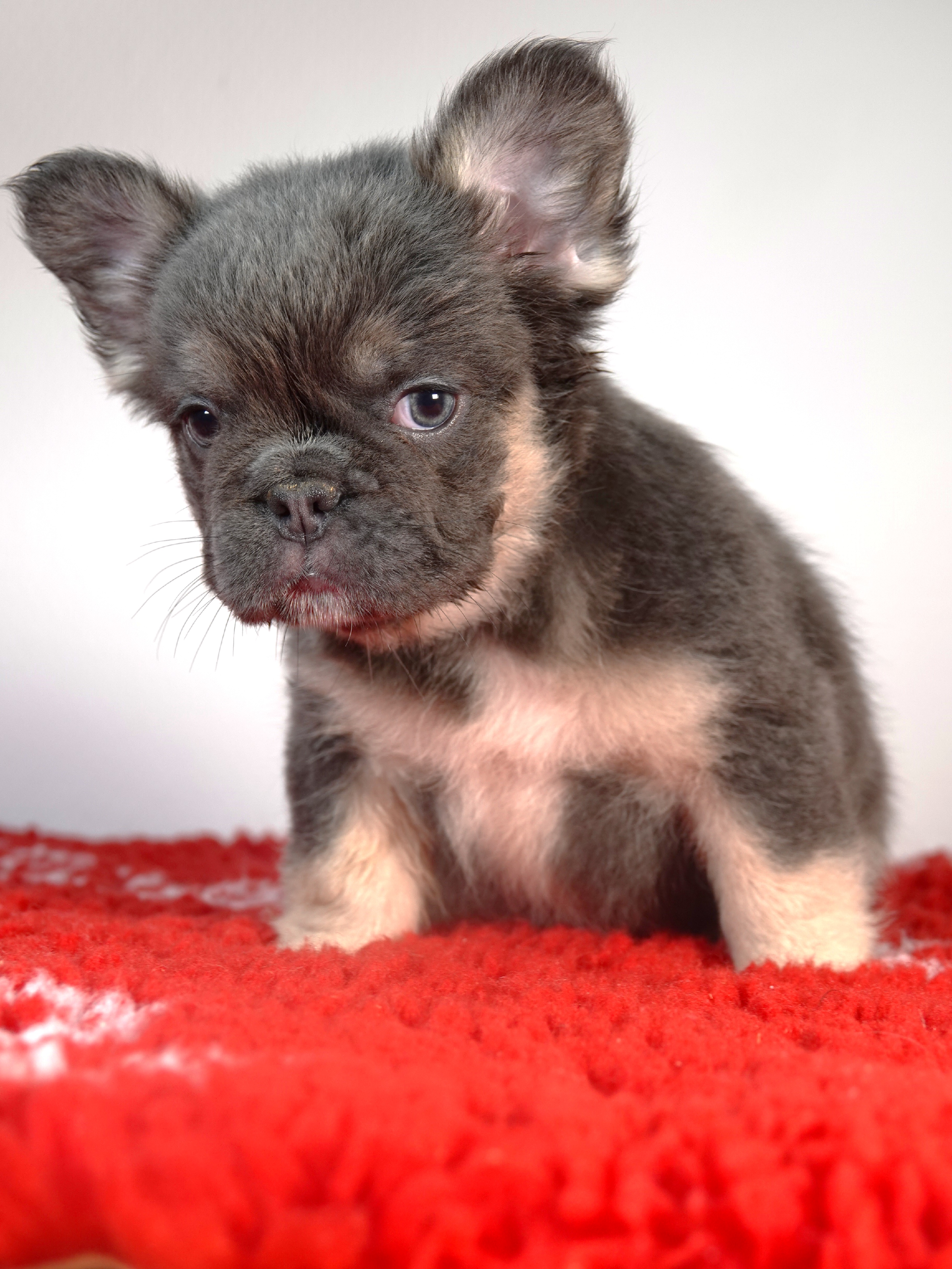 Mâle 2 - Bouledogue Français - Lilac tan Fluffy - DISPONIBLE