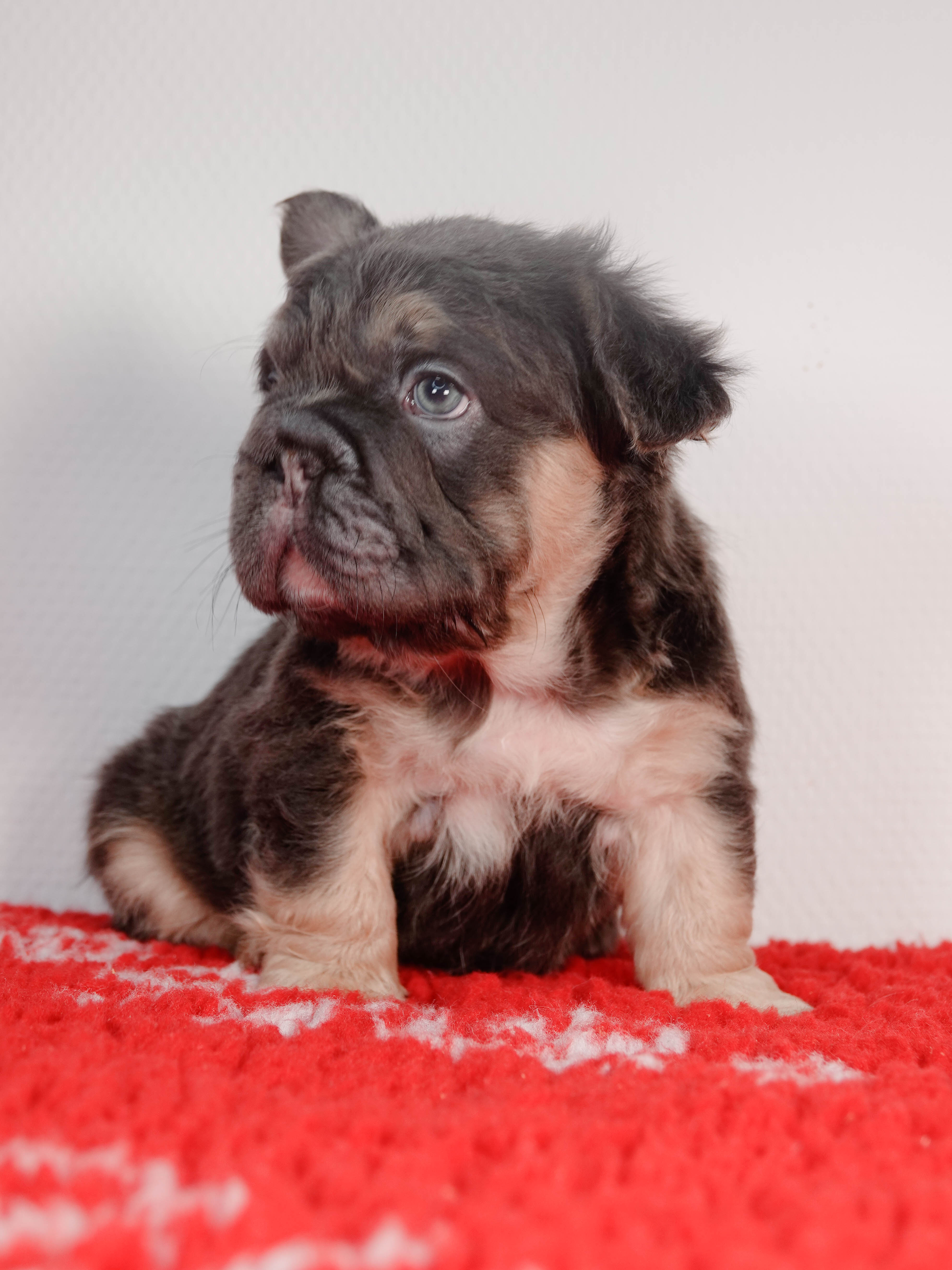 Mâle 1- Bouledogue Français - Big rope - Bleu tan Fluffy - DISPONIBLE