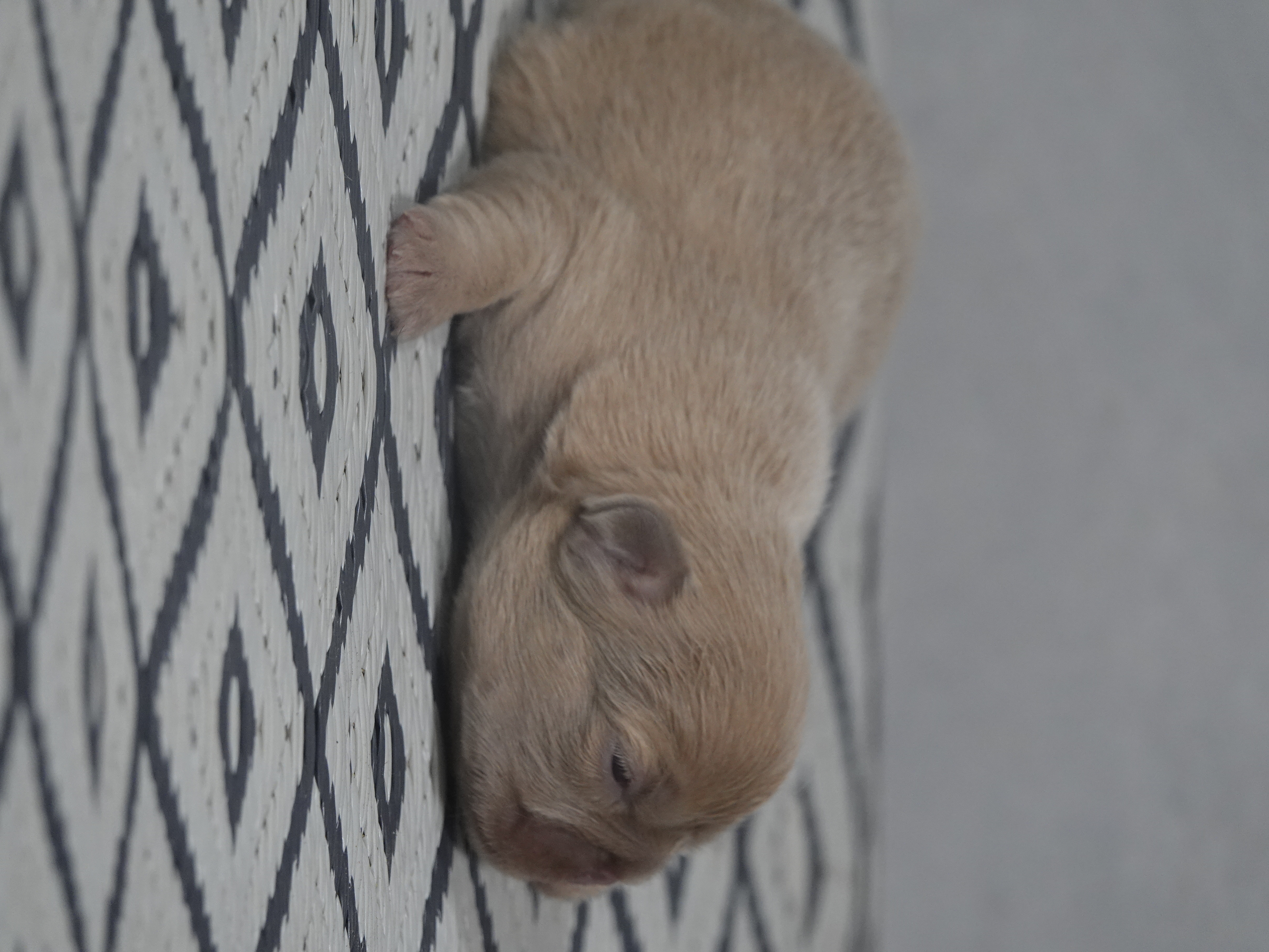 Mâle 4- lilac fawn Fluffy   - DISPONIBLE