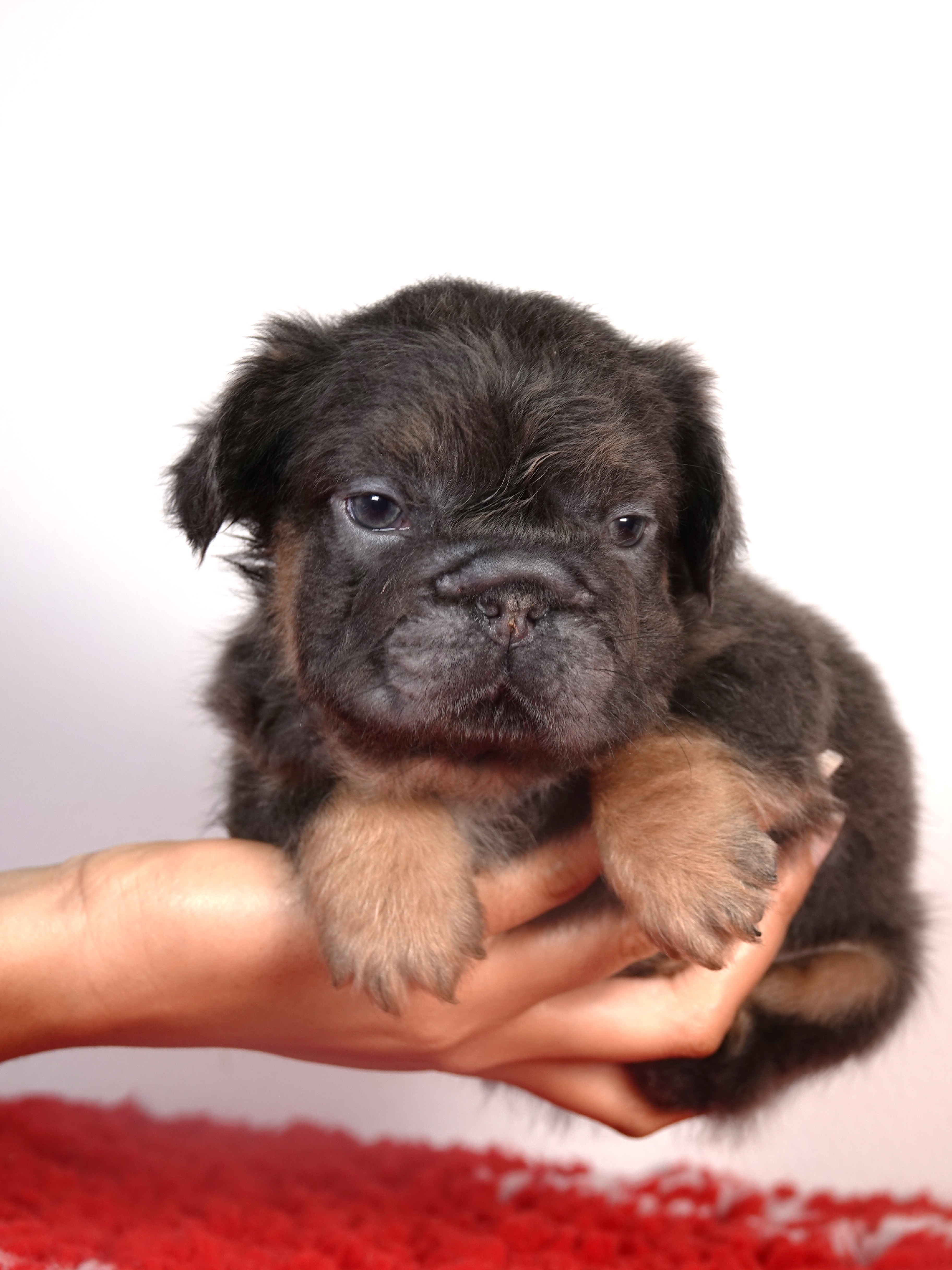 Femelle 1 - très petit gabarit - Big rope Bleu tan Fluffy   - DISPONIBLE