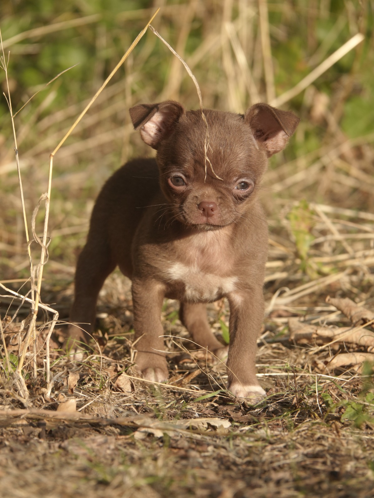 Male Chihuahua LOF - Chocolat - Disponible 