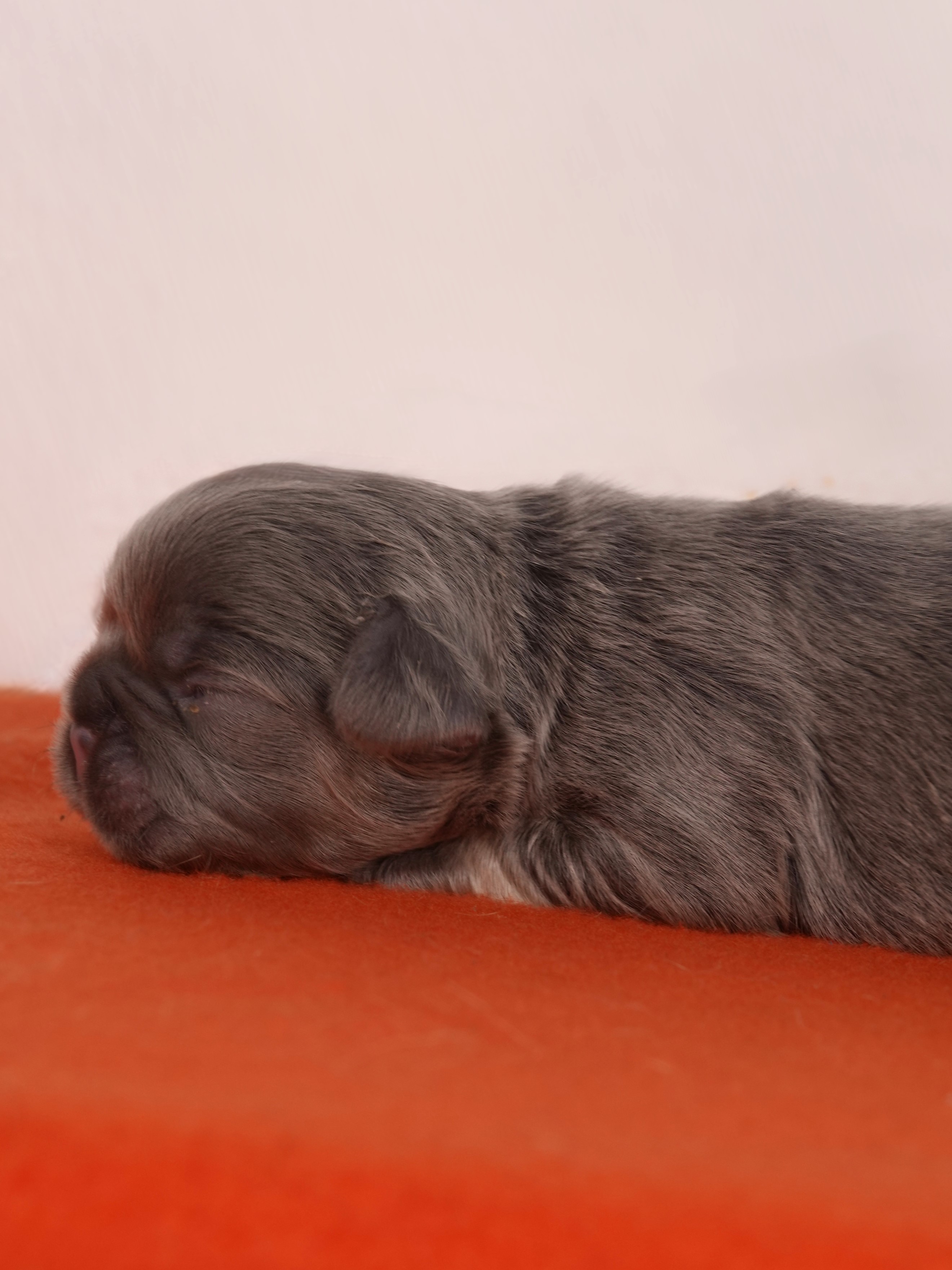 Mâle 3 Bouledogue Français - Lilac tan Fluffy