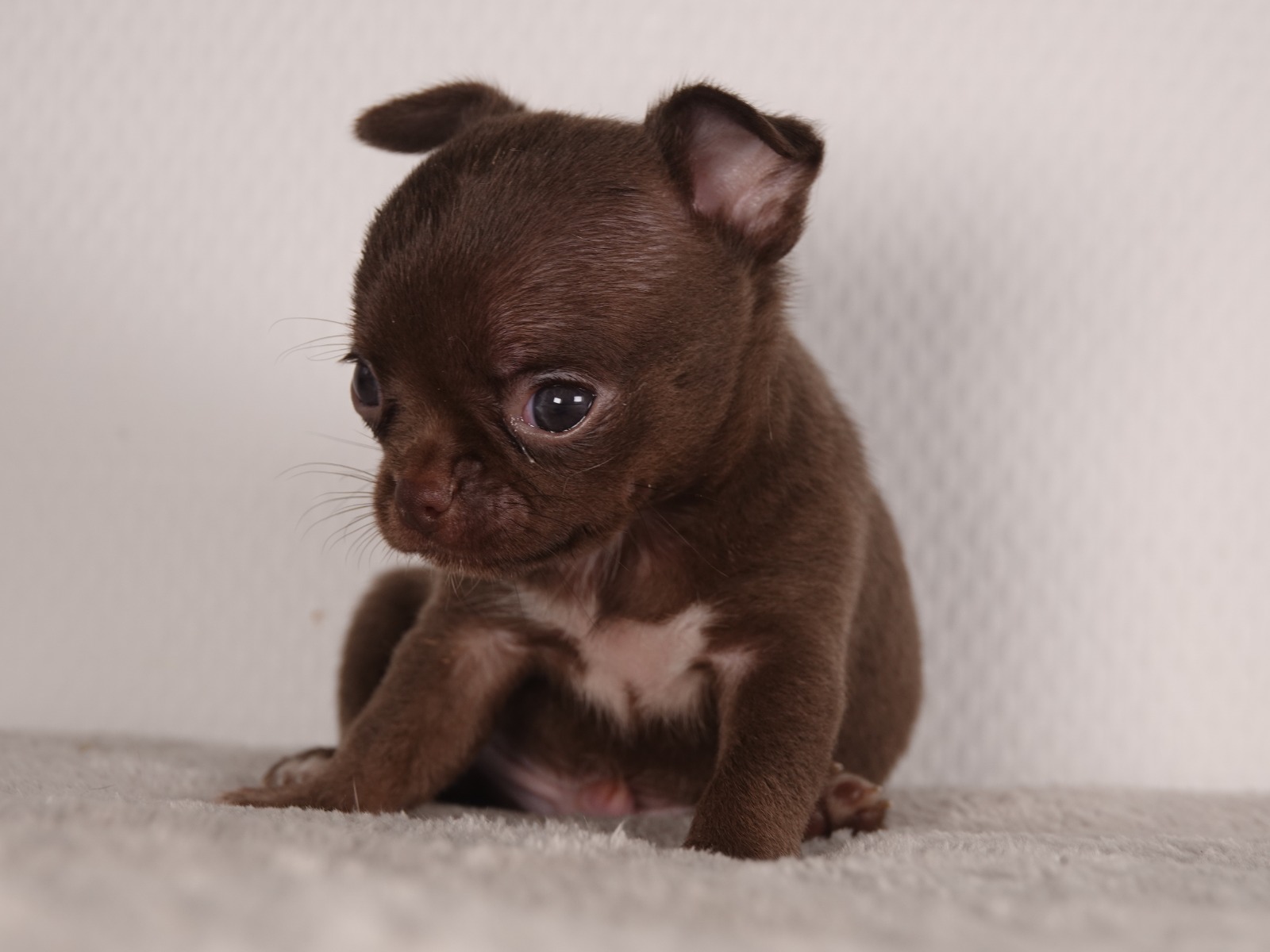 Male Chihuahua LOF - Chocolat - Disponible 