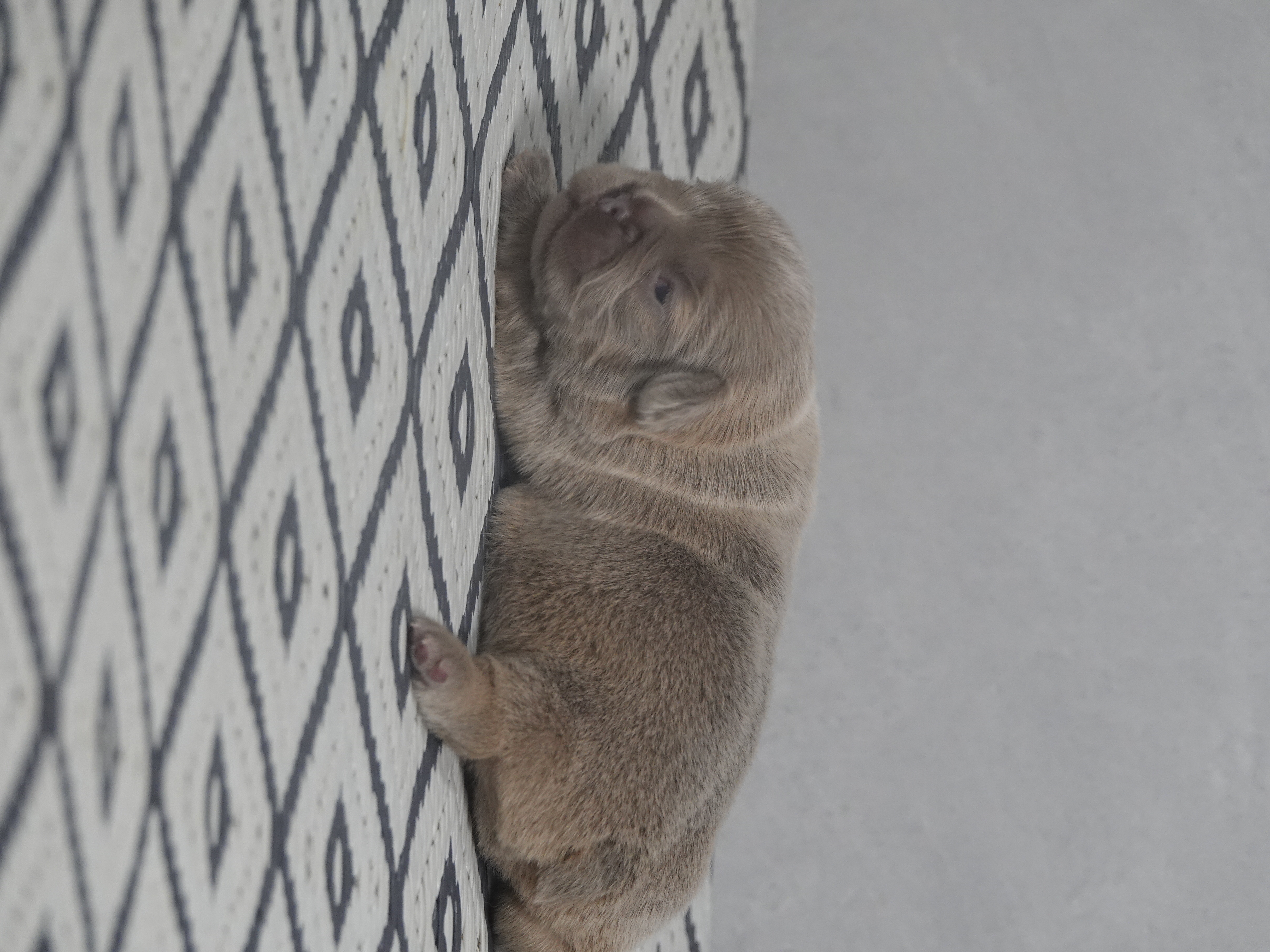 Mâle 2 - fawn Fluffy   - DISPONIBLE