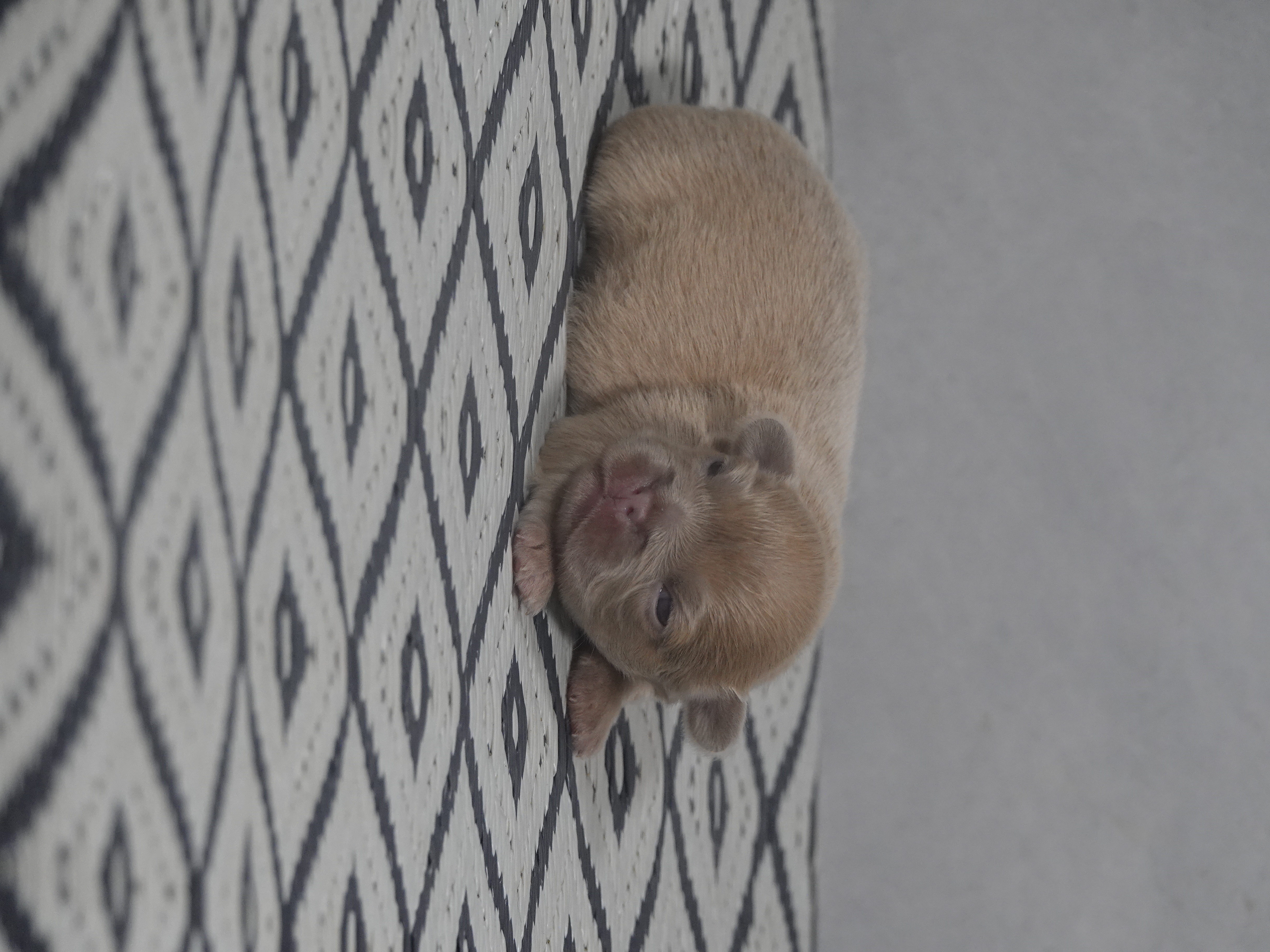 Mâle 4- lilac fawn Fluffy   - DISPONIBLE
