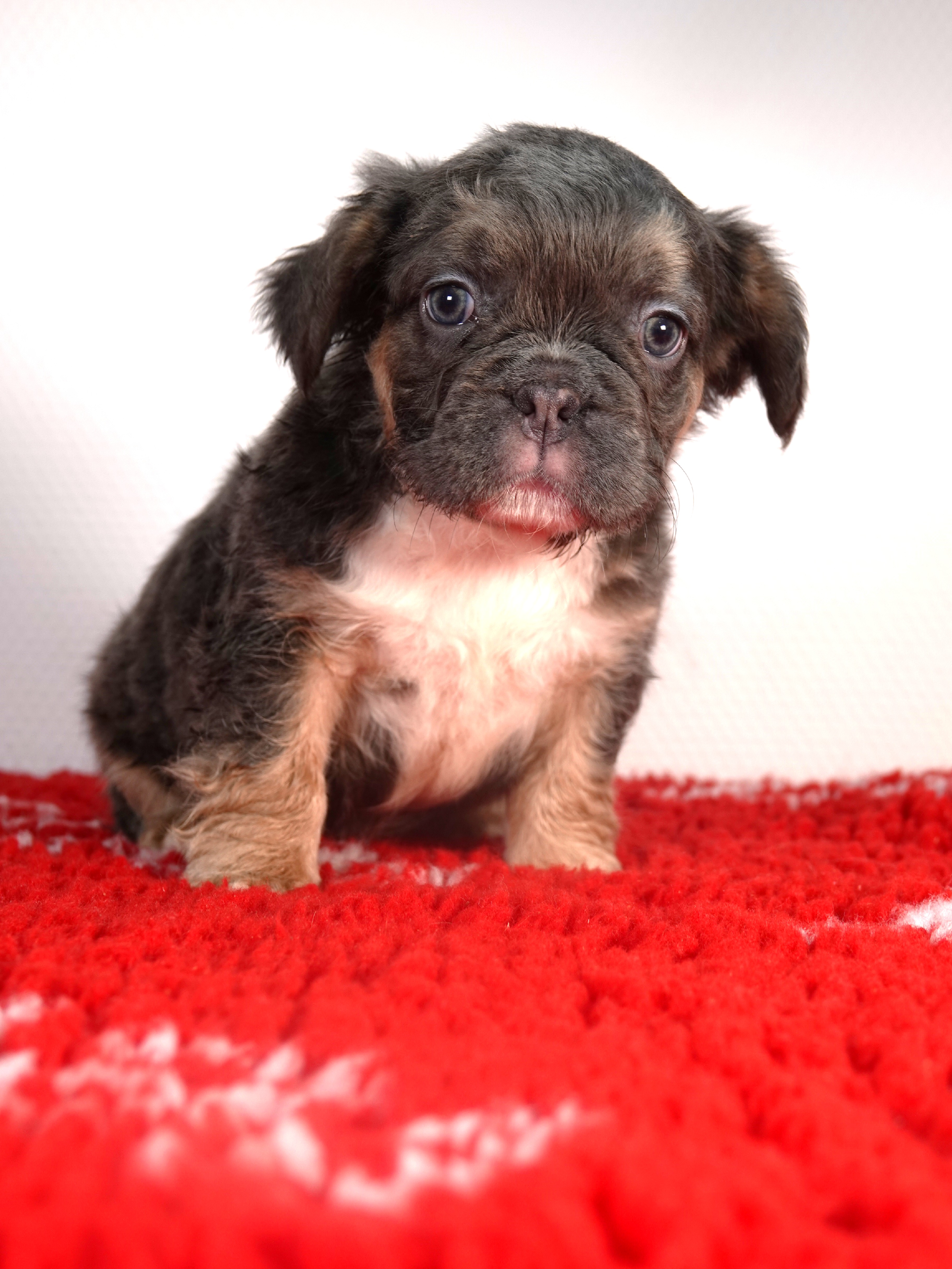 Mâle 6 -  Bouledogue Français - Lilac tan Fluffy - DISPONIBLE