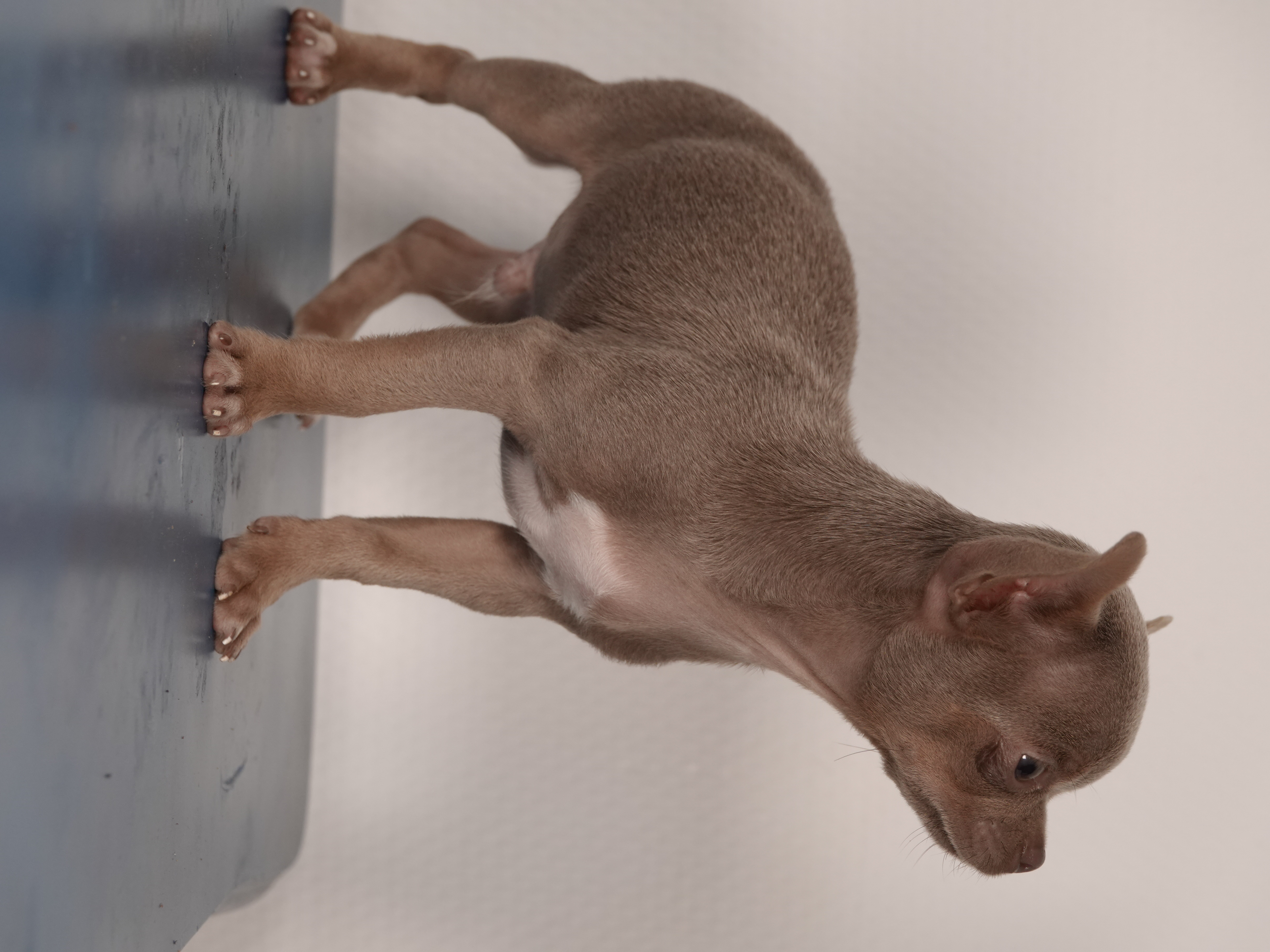 Male Chihuahua LOF - Lilac - Disponible 