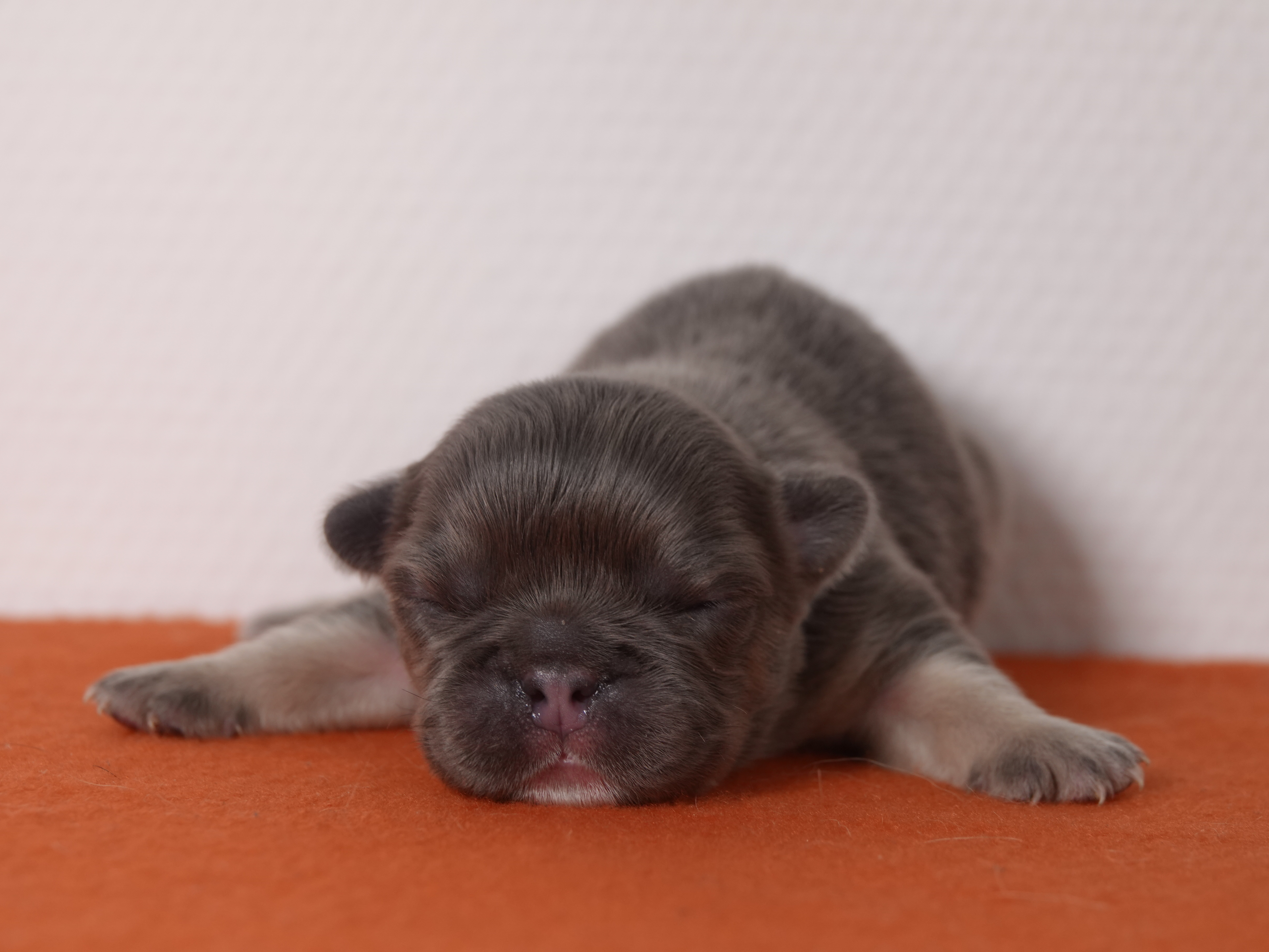 Mâle 1 Bouledogue Français - Bleu tan Fluffy