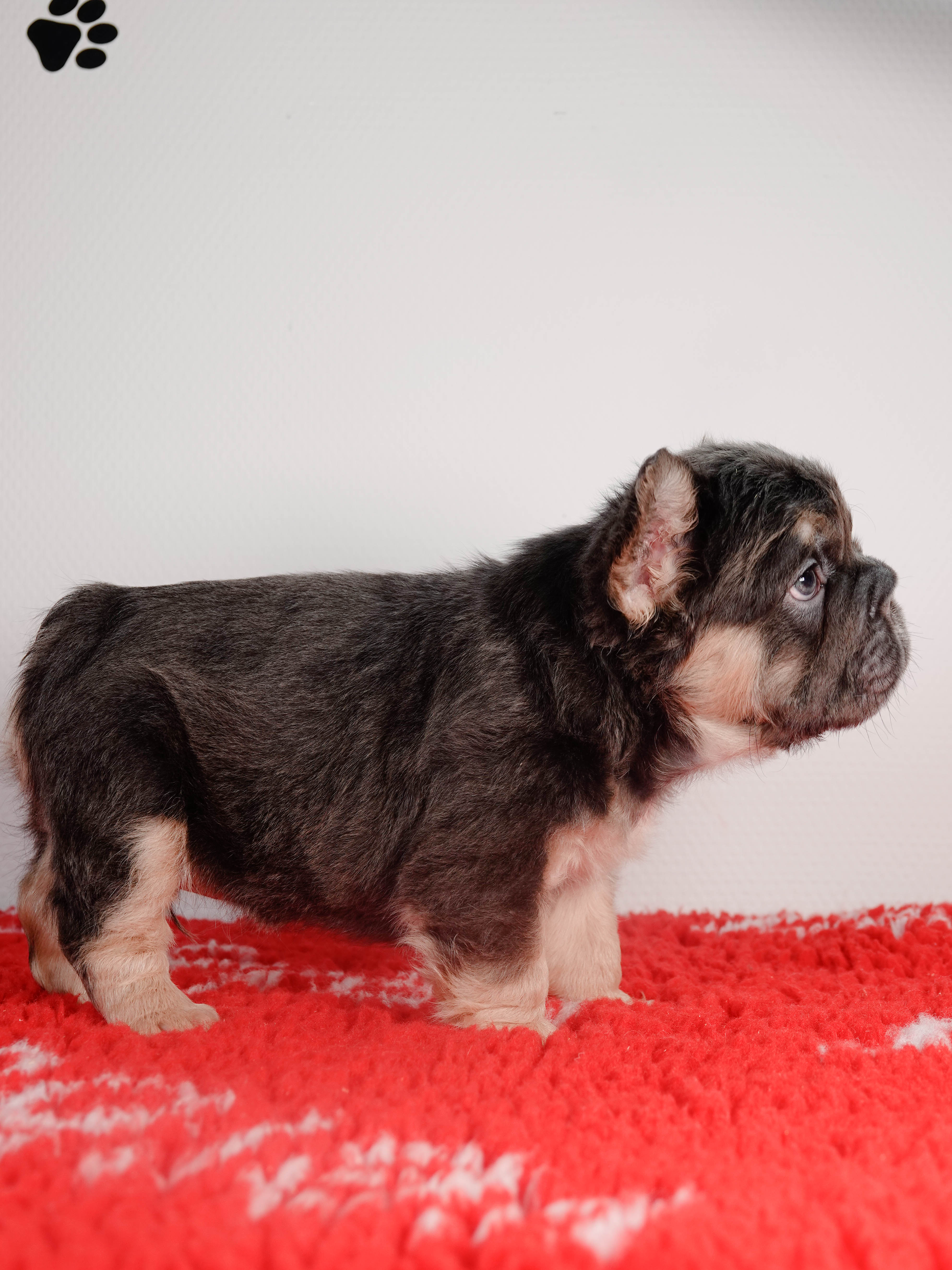 Mâle 1- Bouledogue Français - Big rope - Bleu tan Fluffy - DISPONIBLE