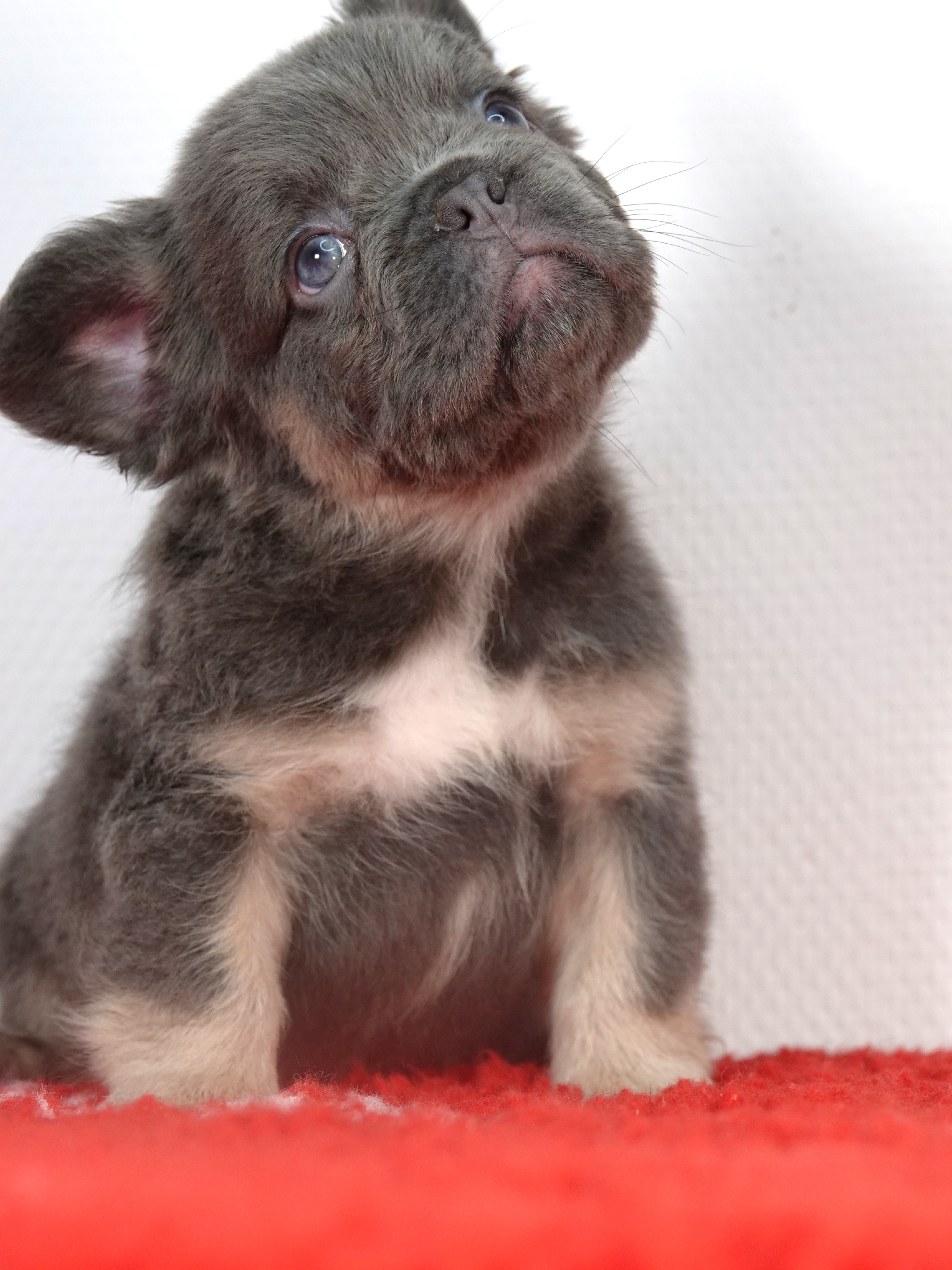 Mâle 4  - Lilac tan Fluffy  - Réservé