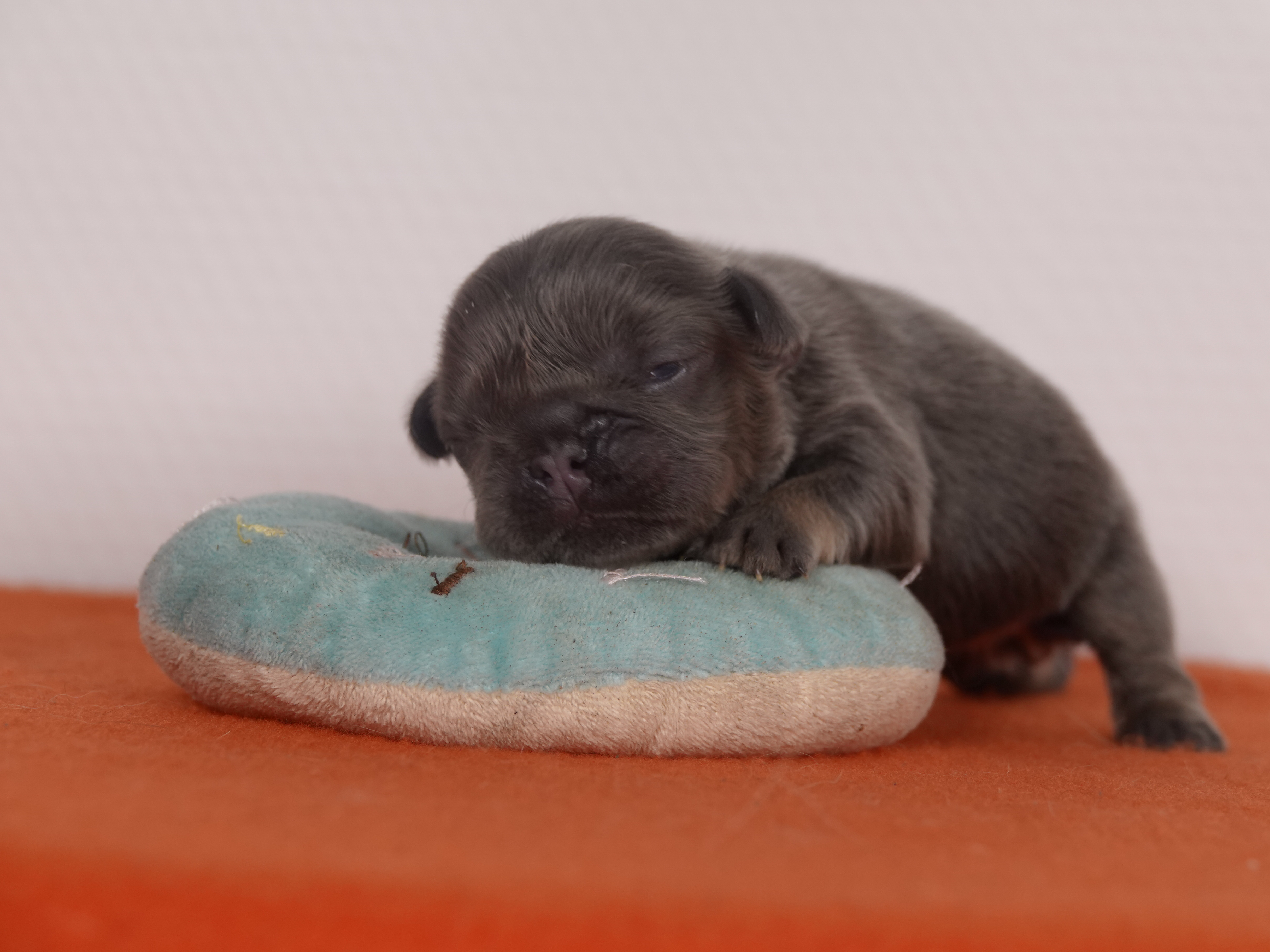 Femelle 1 Bouledogue Français - Bleu tan Fluffy