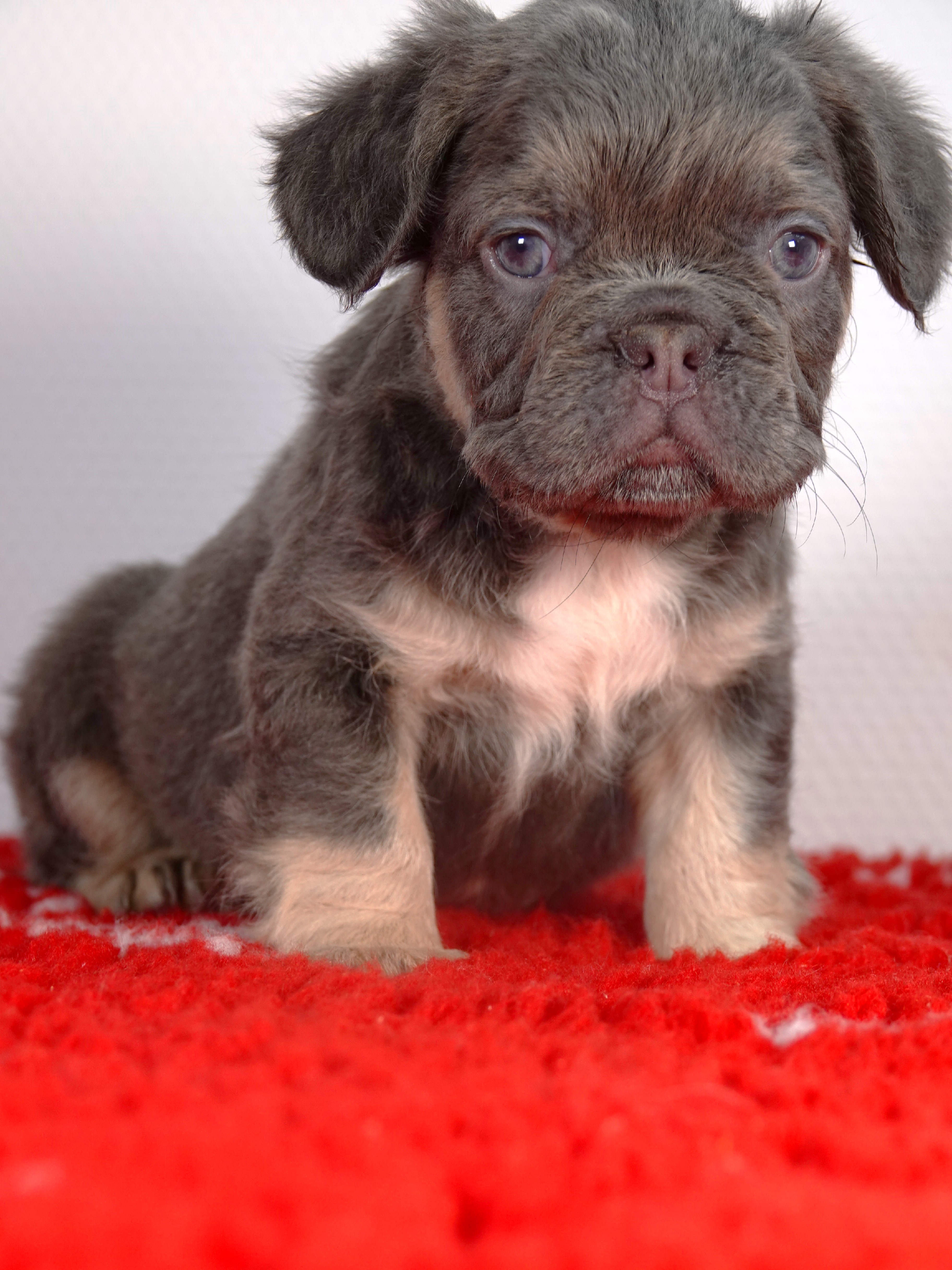 Mâle 3 - Bouledogue Français - Lilac tan Fluffy - DISPONIBLE