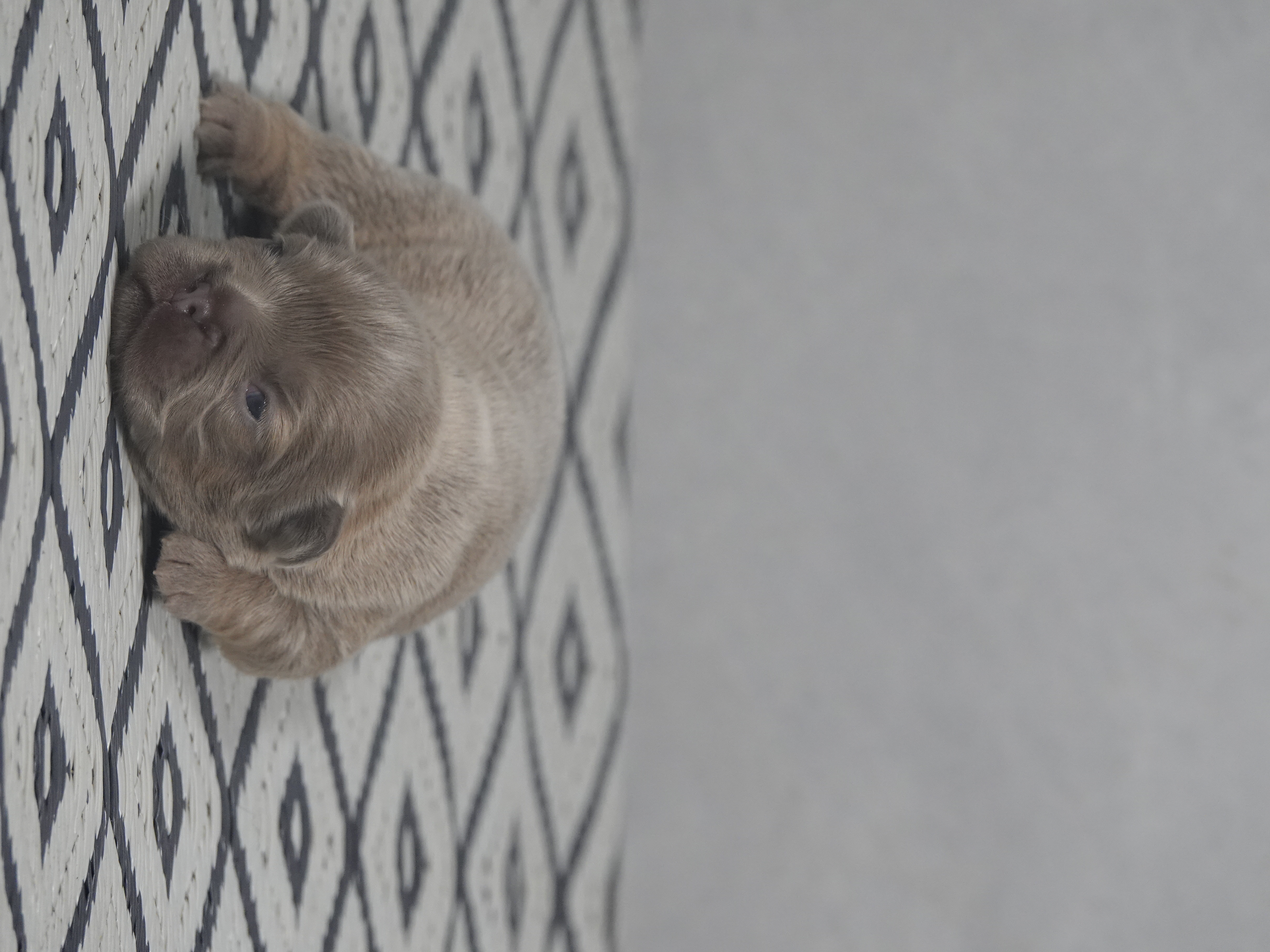 Mâle 2 - fawn Fluffy   - DISPONIBLE