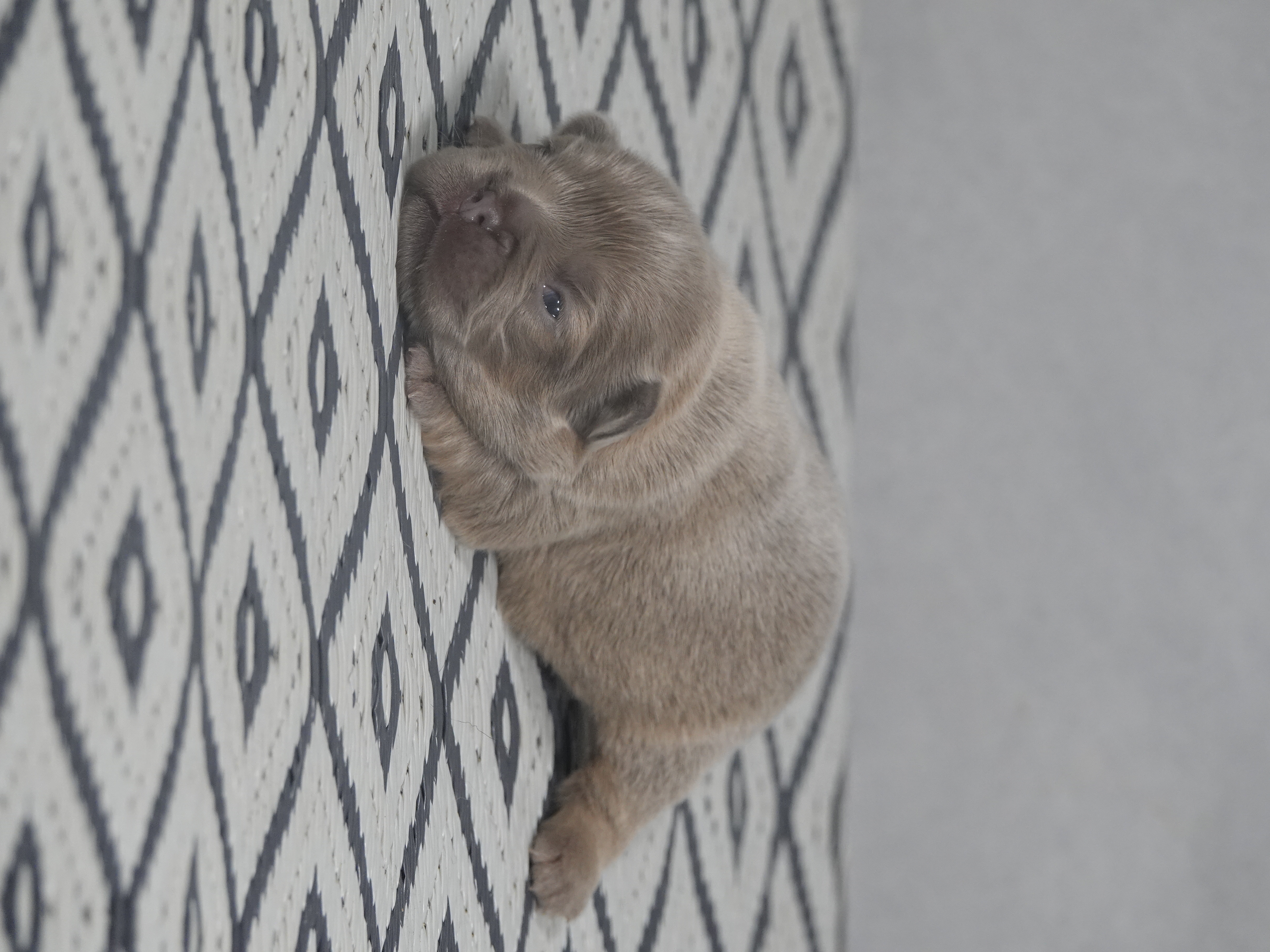 Mâle 2 - fawn Fluffy   - DISPONIBLE