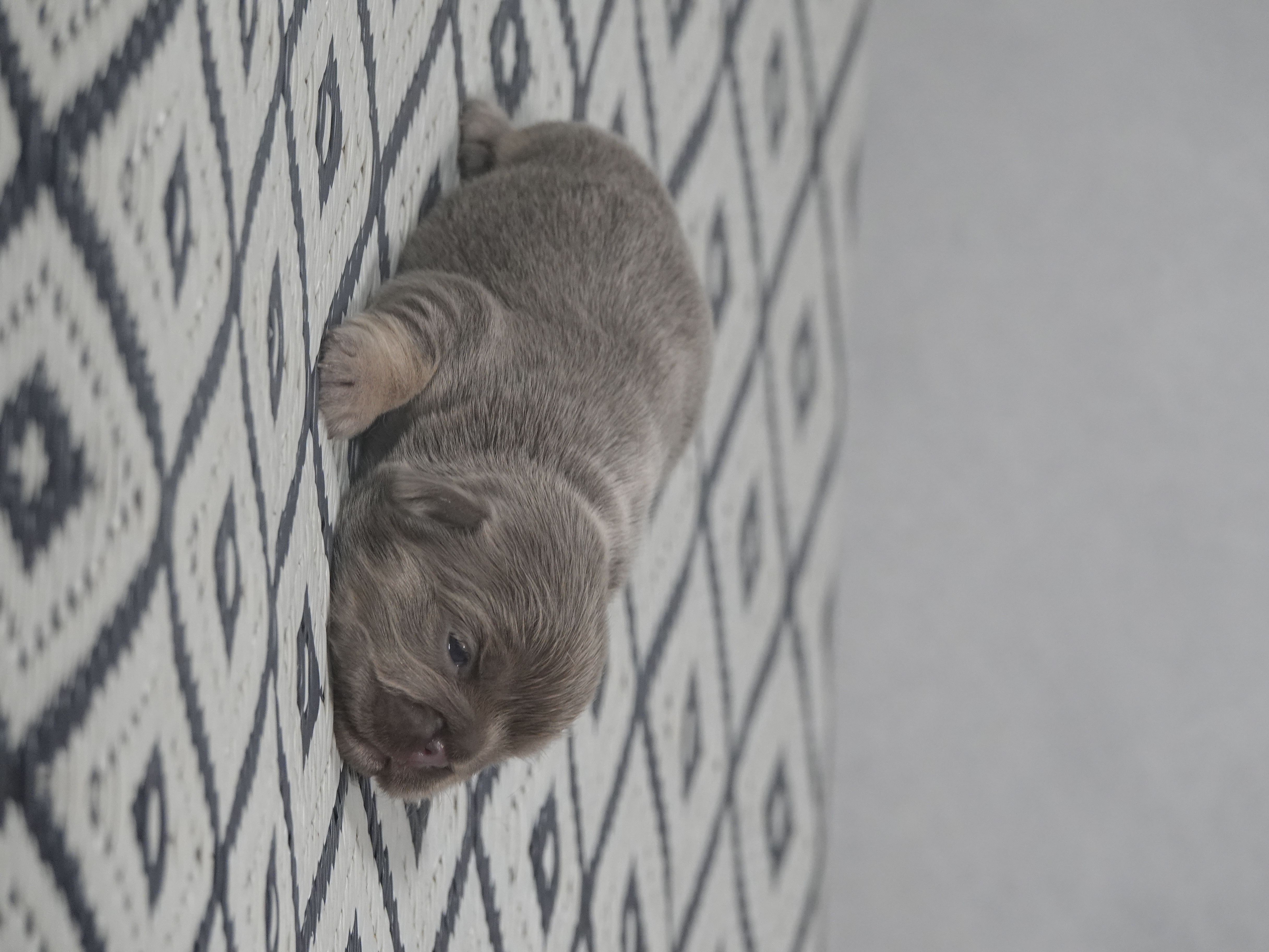  Femelle  1- Isabella tan Fluffy   - DISPONIBLE