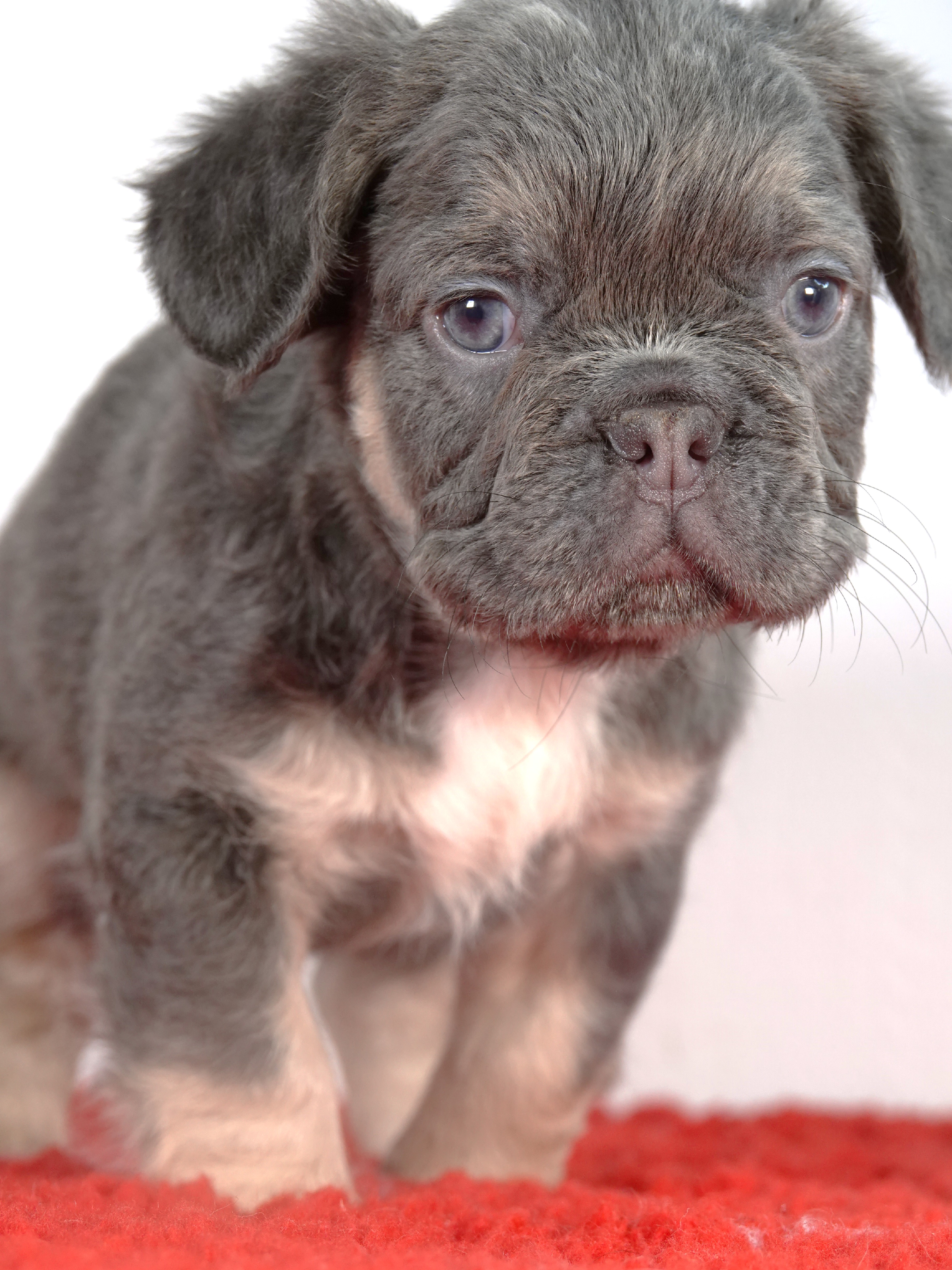 Mâle 3 - Bouledogue Français - Lilac tan Fluffy - DISPONIBLE
