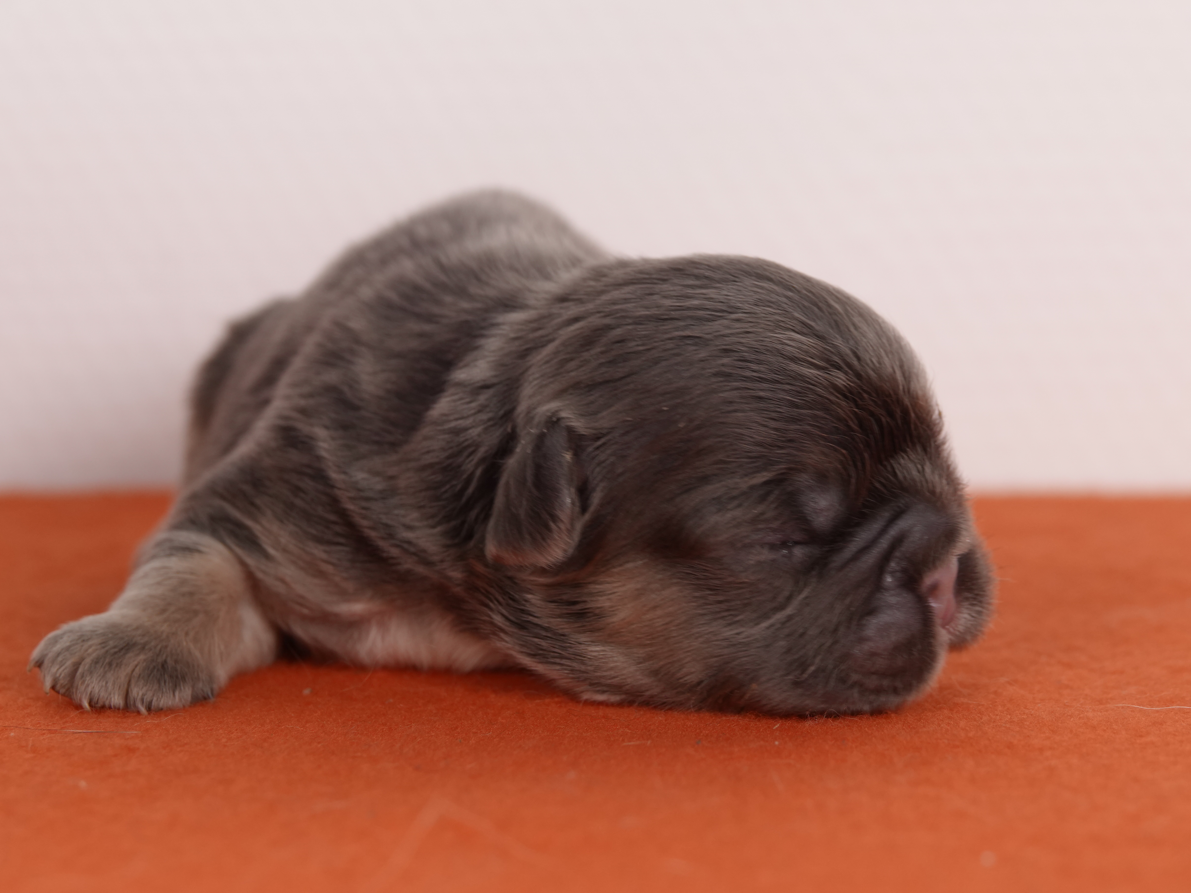 Mâle 2 Bouledogue Français - Bleu tan Fluffy