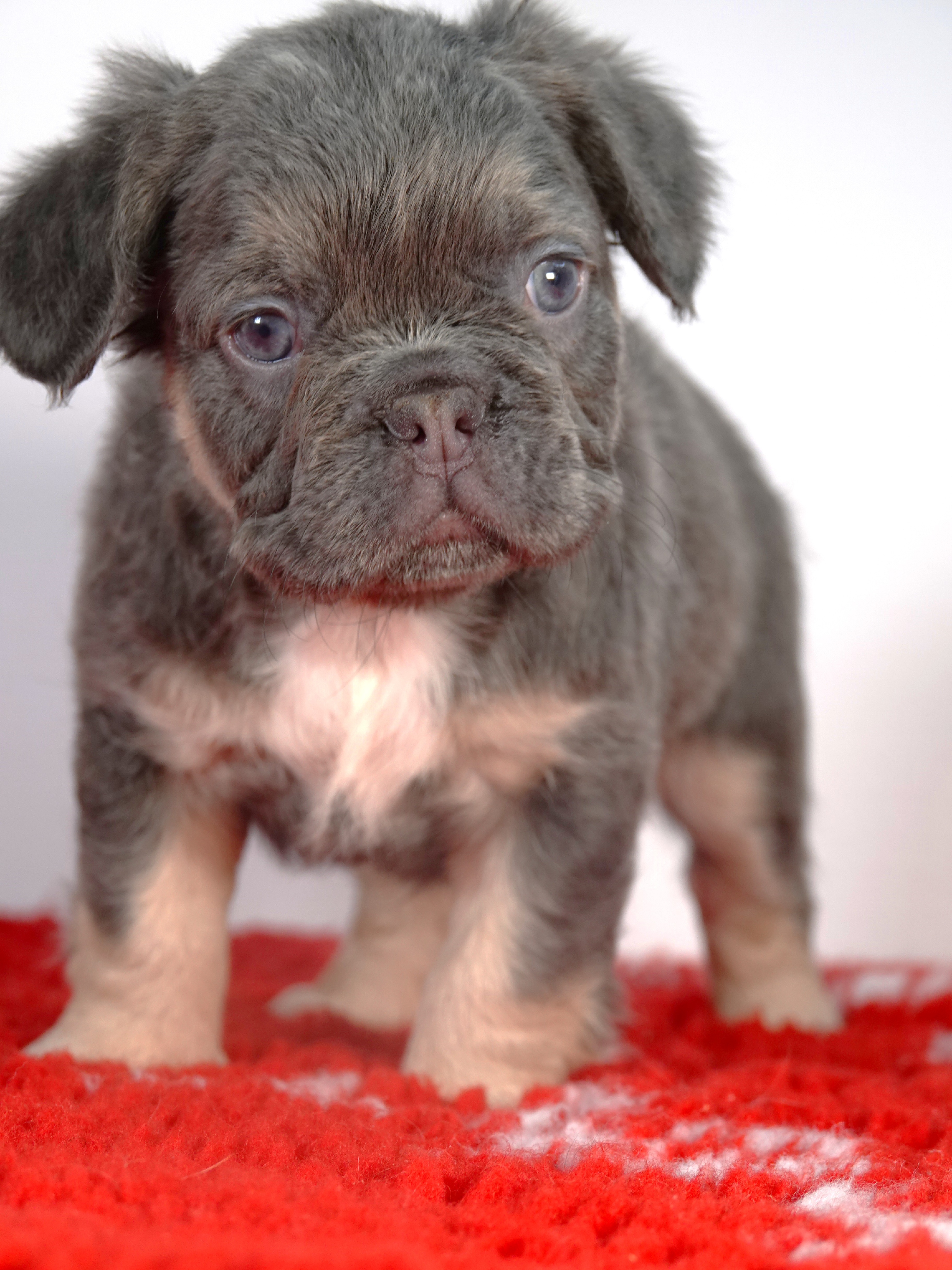 Mâle 3 - Bouledogue Français - Lilac tan Fluffy - DISPONIBLE