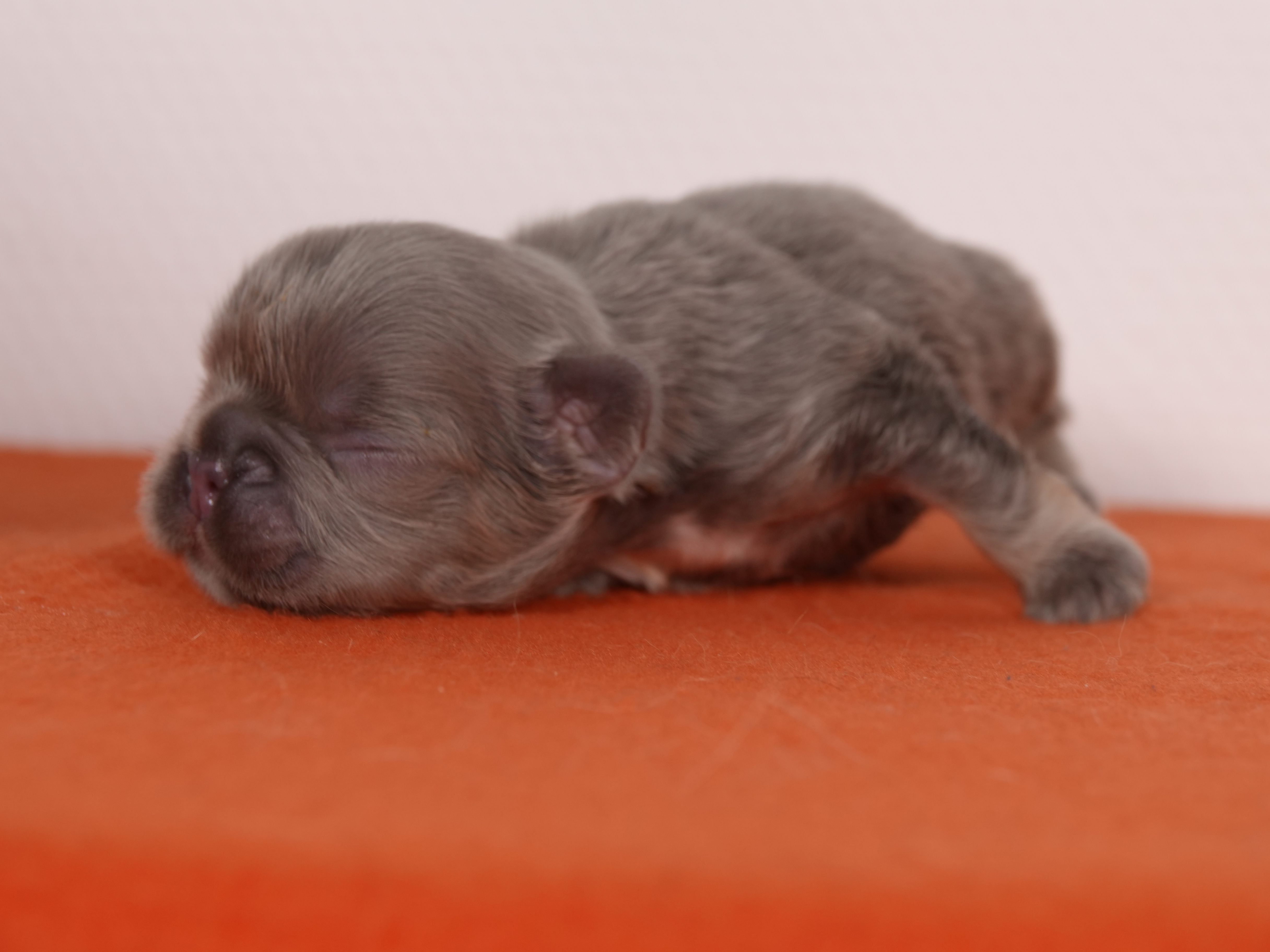 Mâle 4 Bouledogue Français - Lilac tan Fluffy