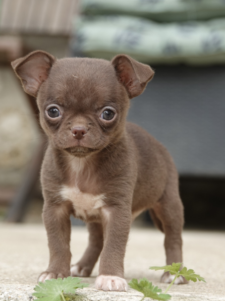 Male Chihuahua LOF - Chocolat - Disponible 