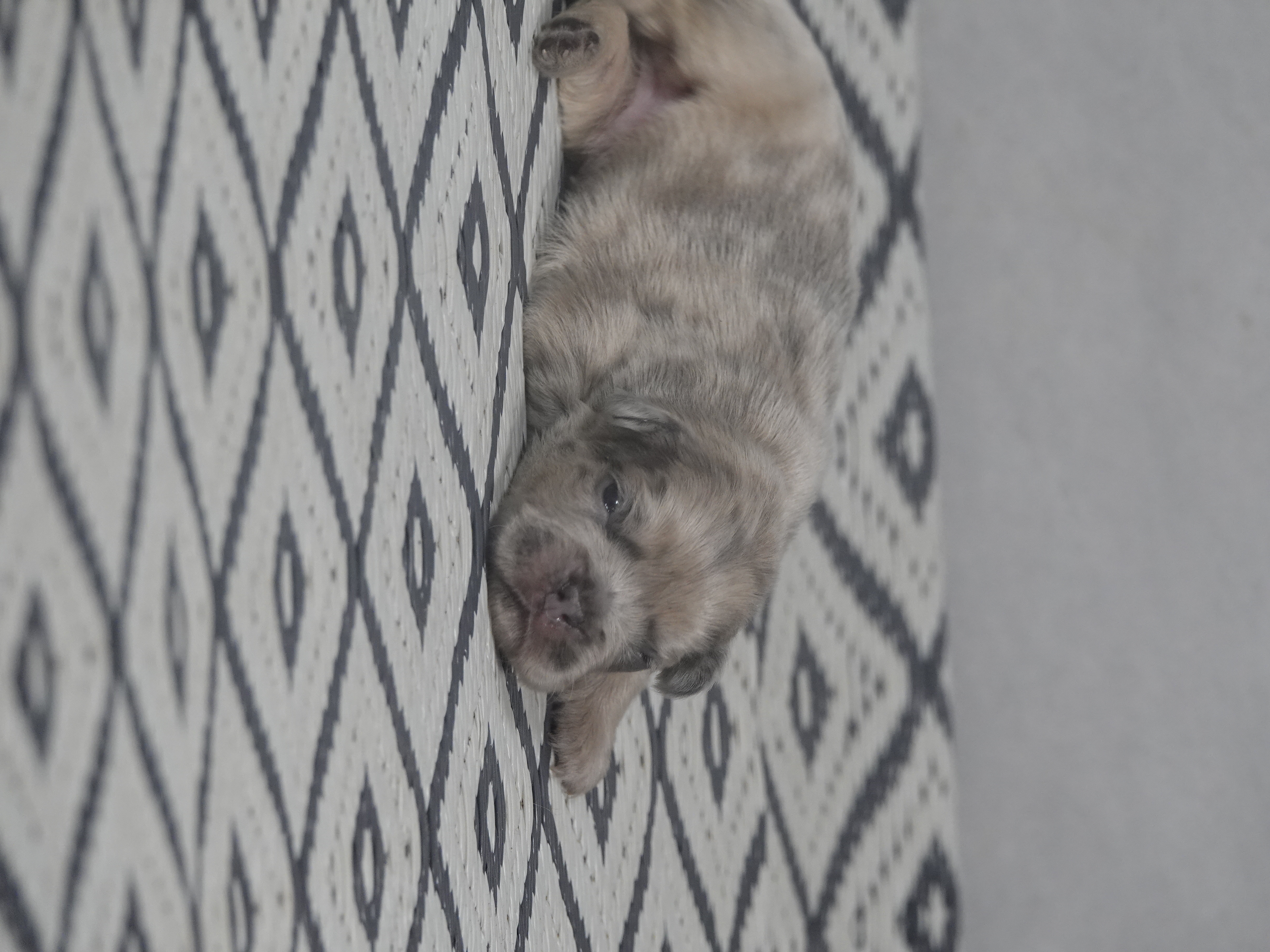 Mâle  1- Bleu merle tan Fluffy   - DISPONIBLE
