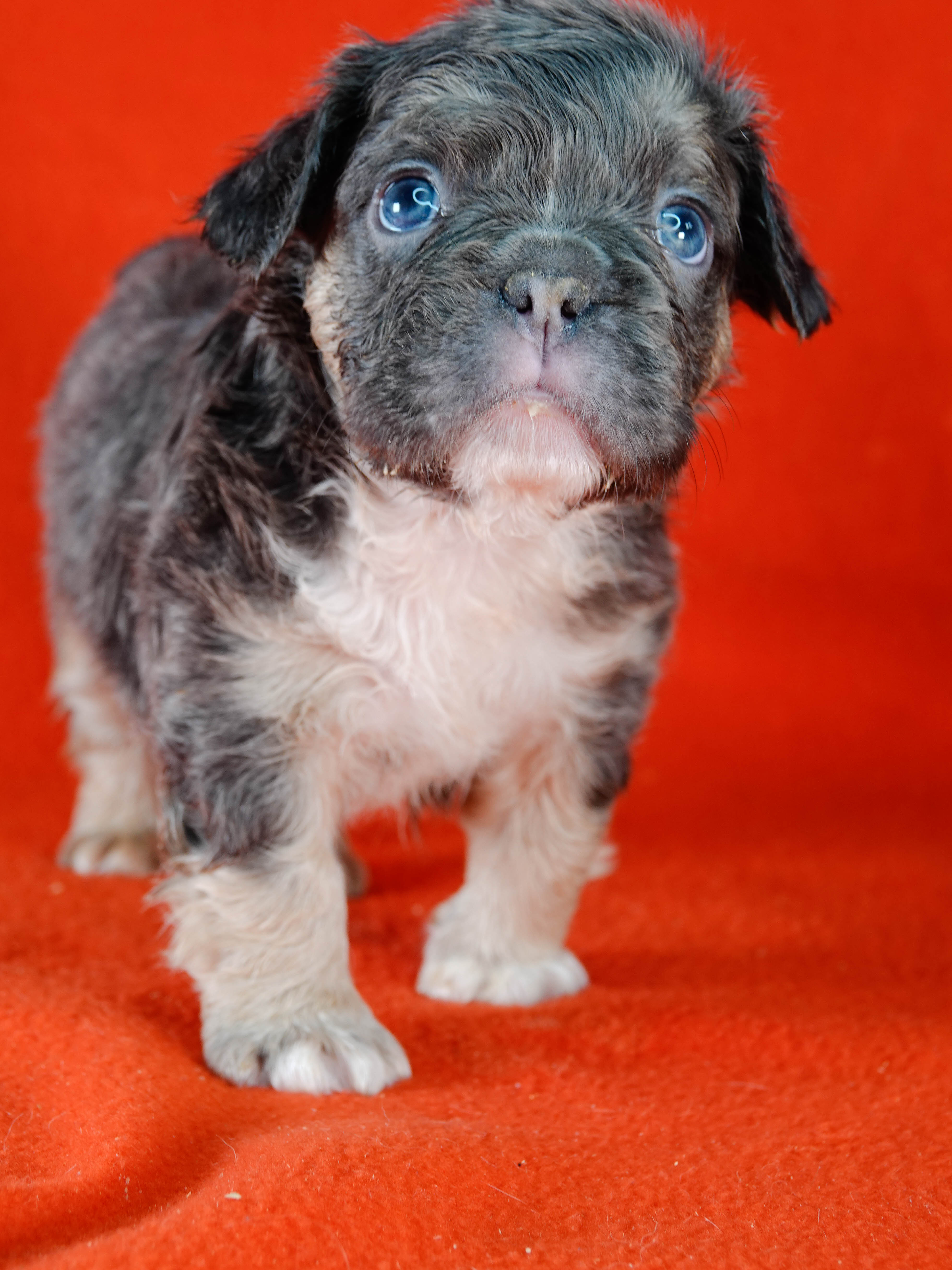 Mâle 6 -  Bouledogue Français - Lilac tan Fluffy - DISPONIBLE