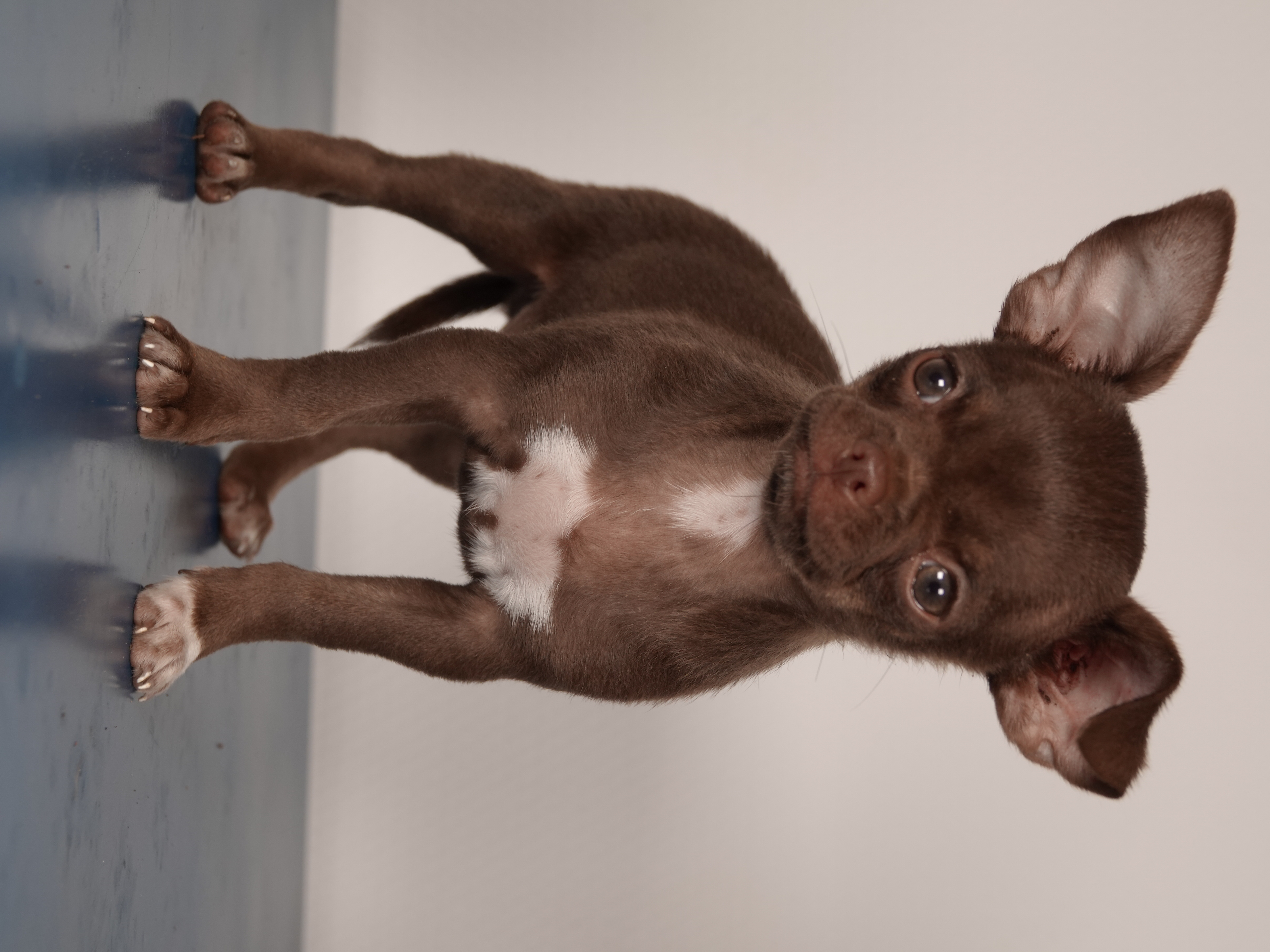 Male Chihuahua LOF - Chocolat - Disponible 