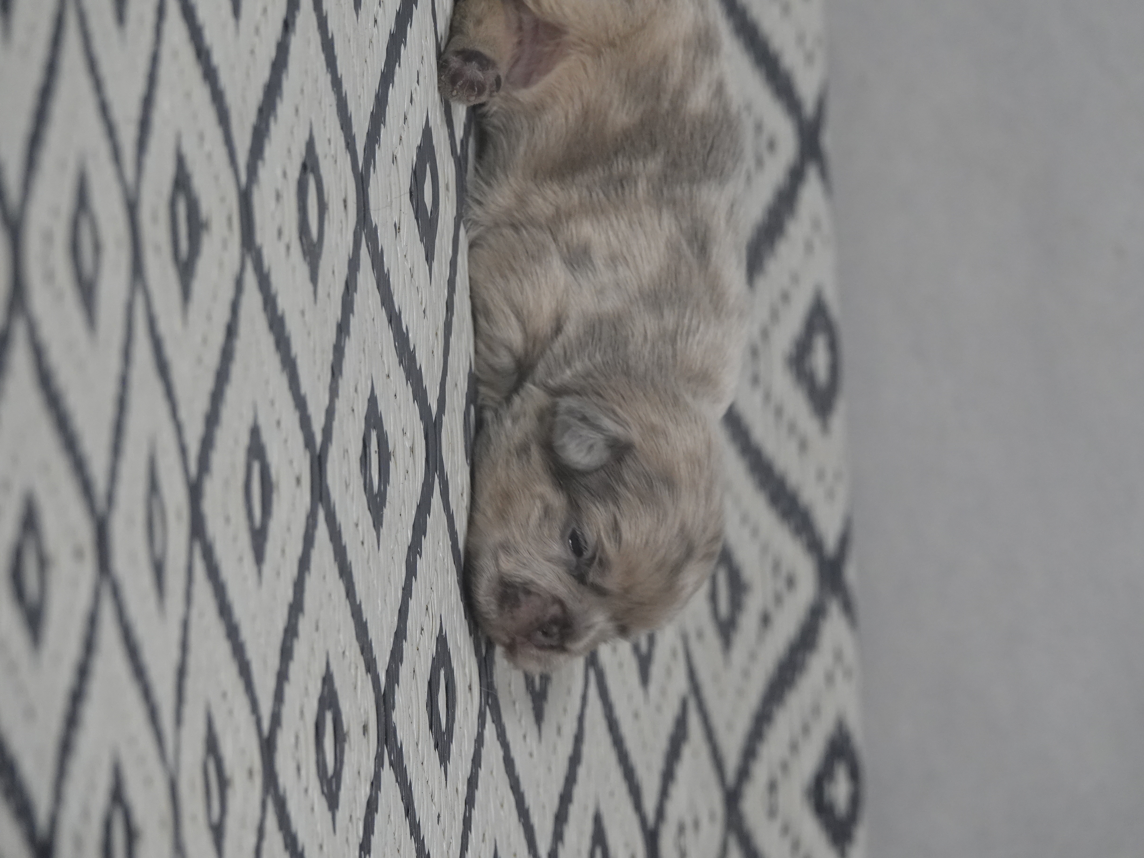 Mâle  1- Bleu merle tan Fluffy   - DISPONIBLE