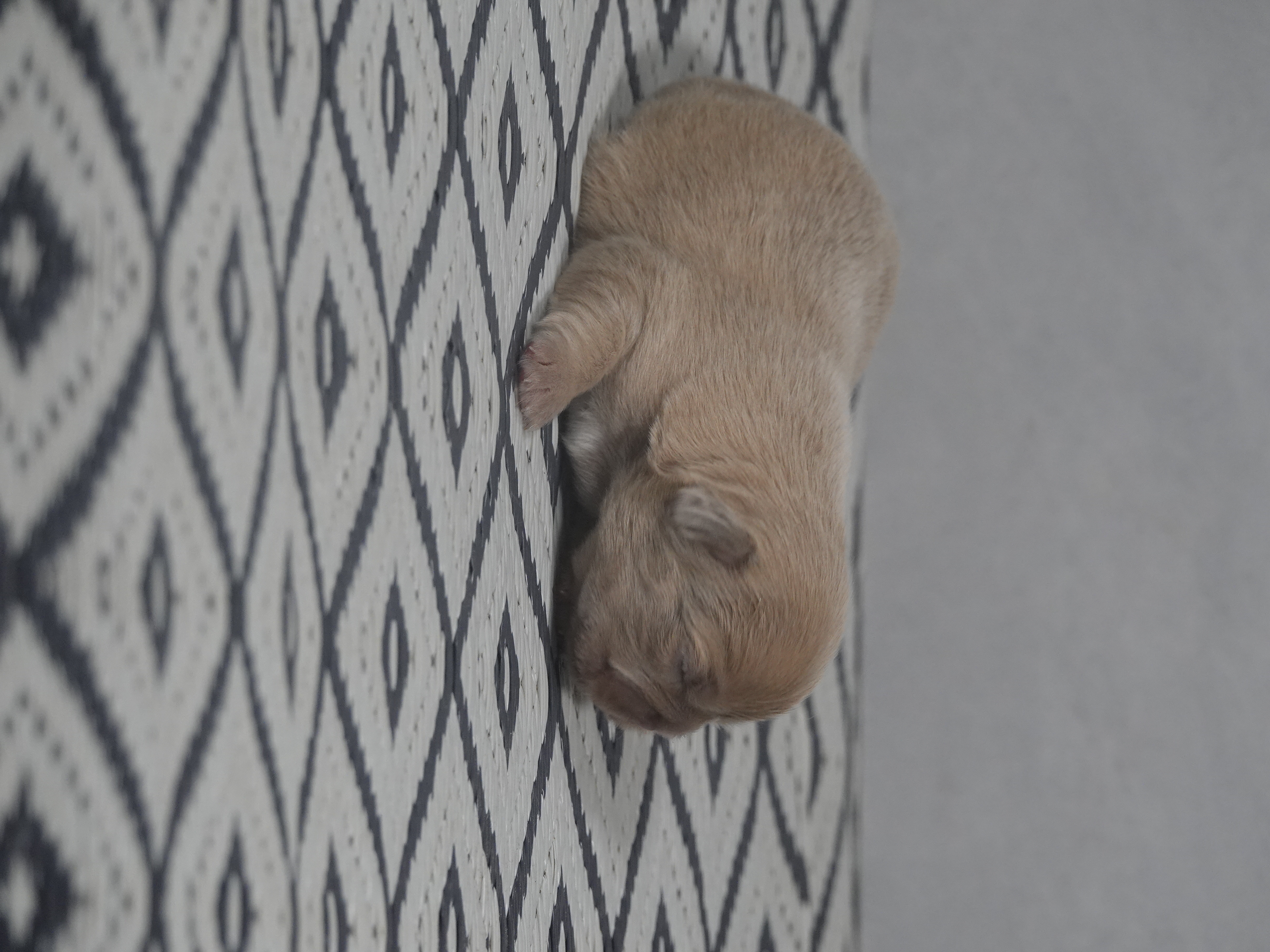 Mâle 4- lilac fawn Fluffy   - DISPONIBLE