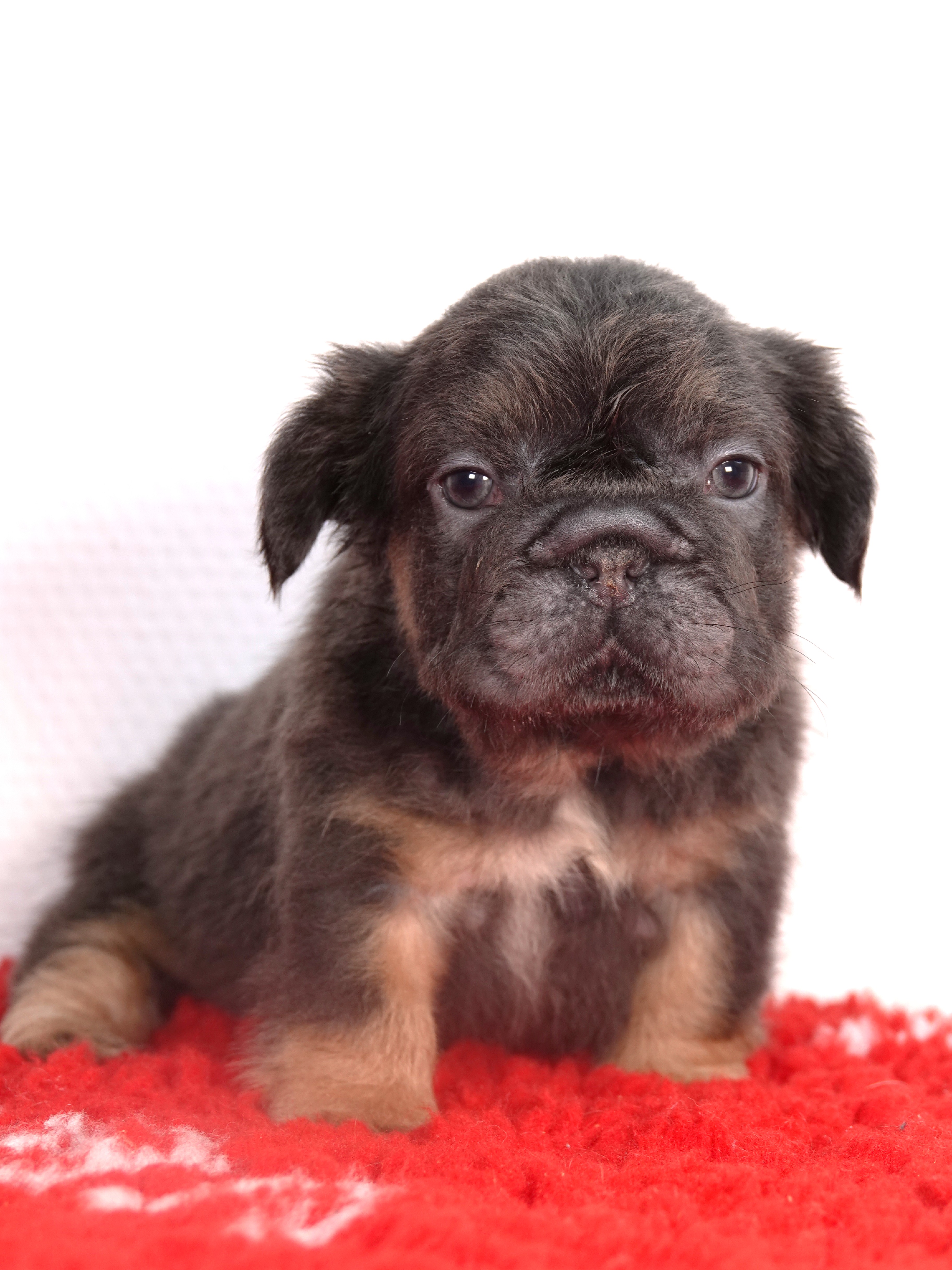 Femelle 1 - très petit gabarit - Big rope Bleu tan Fluffy   - DISPONIBLE