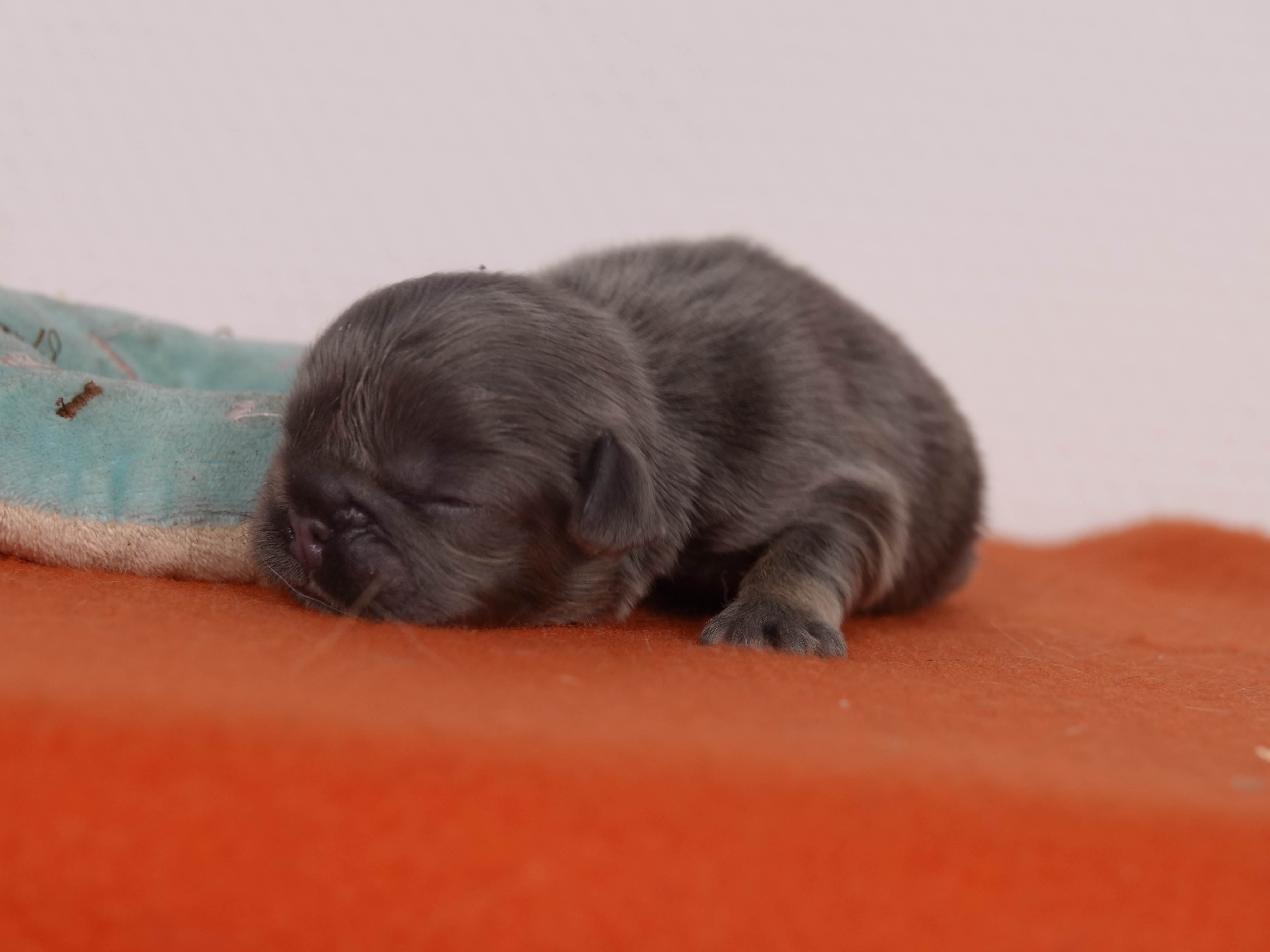 Femelle 1 Bouledogue Français - Bleu tan Fluffy