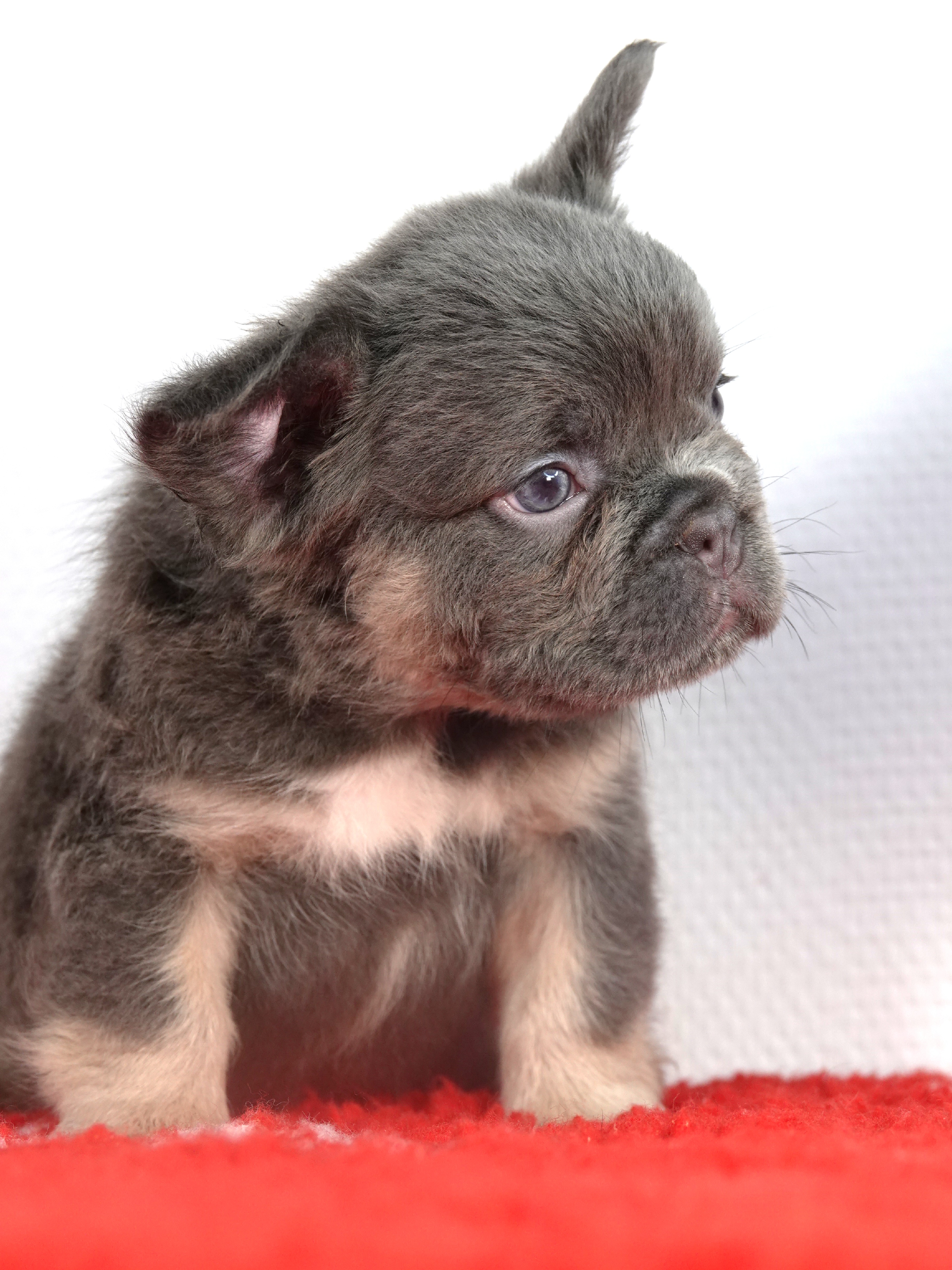 Mâle 4  - Lilac tan Fluffy  - Réservé