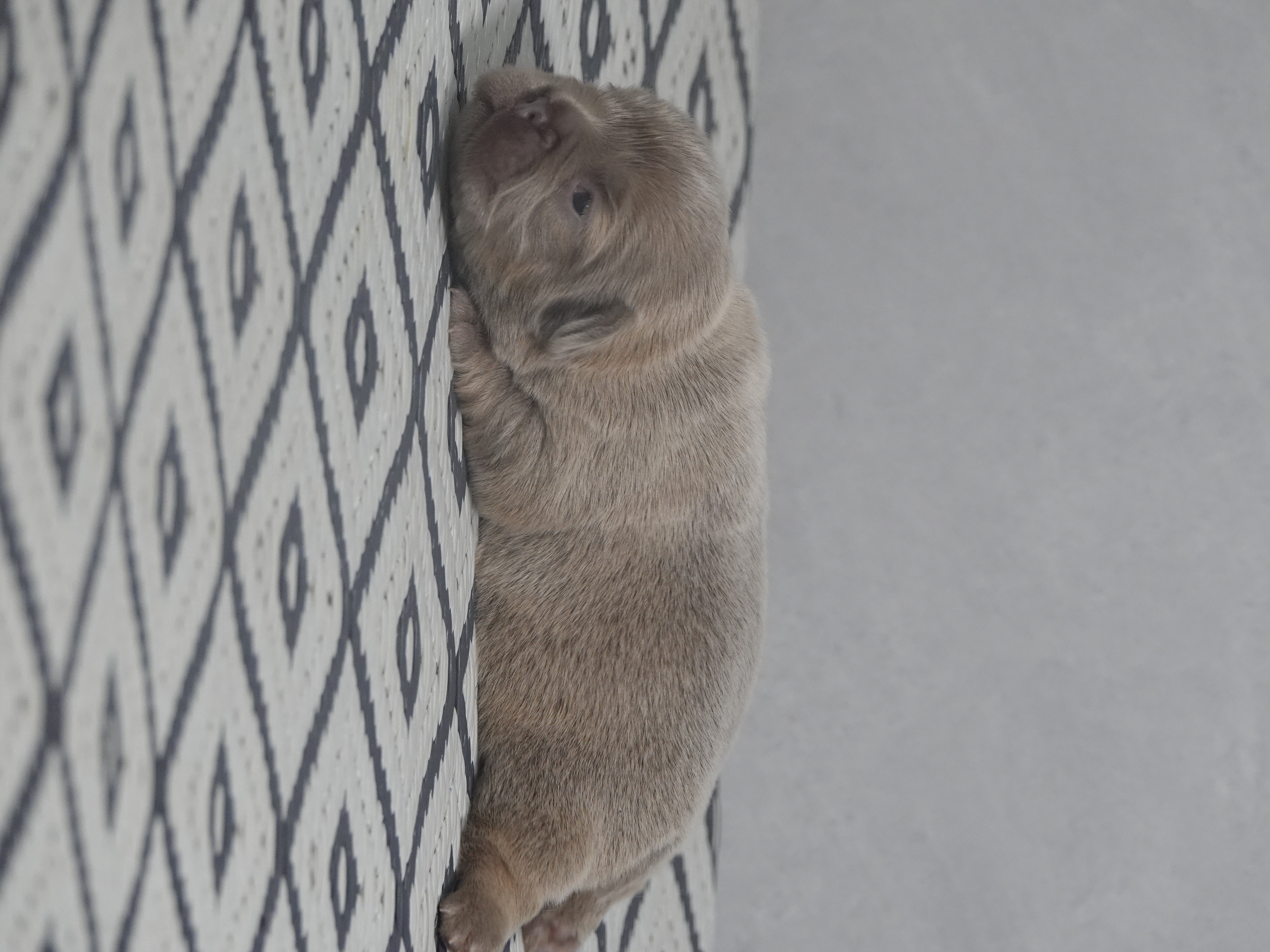 Mâle 2 - fawn Fluffy   - DISPONIBLE