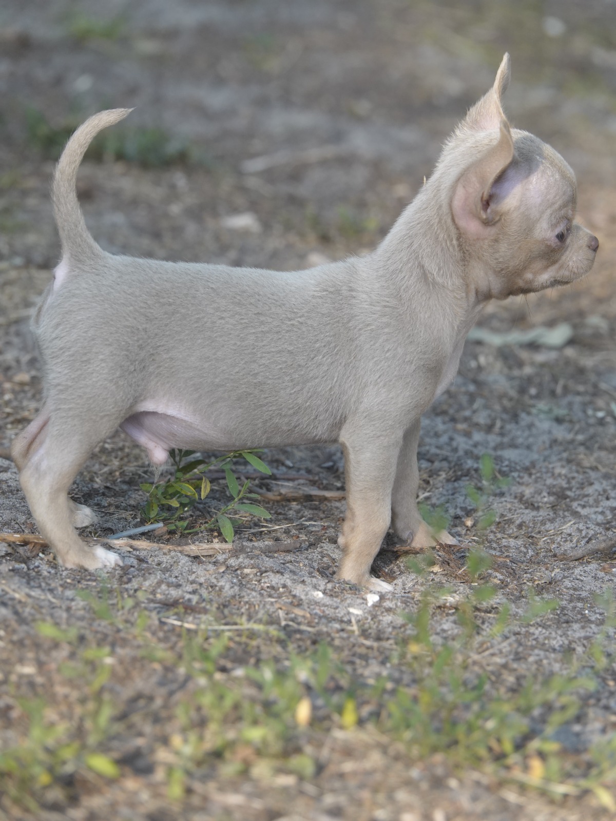 Male Chihuahua LOF - Lilac - Disponible 