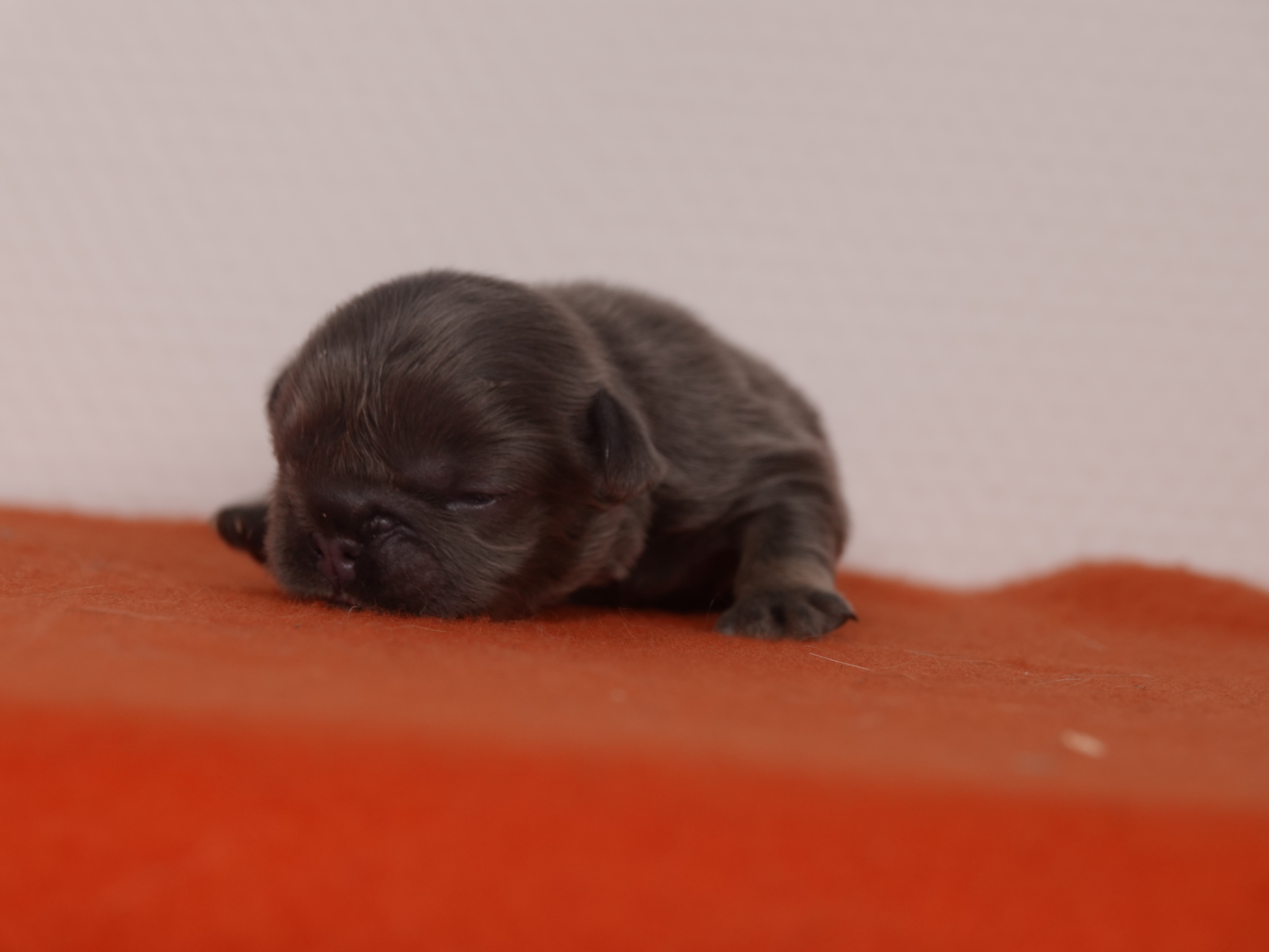 Femelle 1 Bouledogue Français - Bleu tan Fluffy