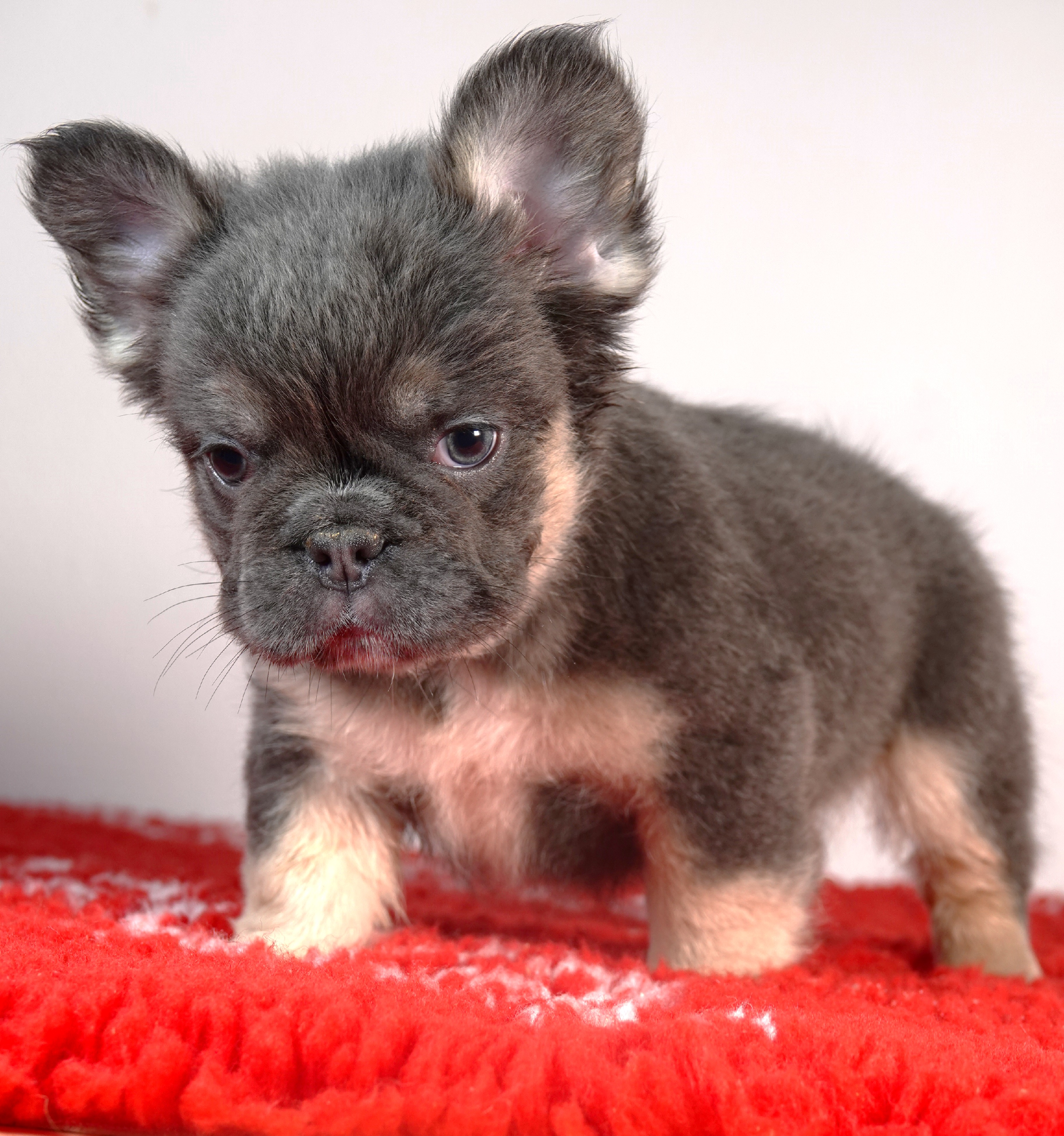 Mâle 2 - Bouledogue Français - Lilac tan Fluffy - DISPONIBLE