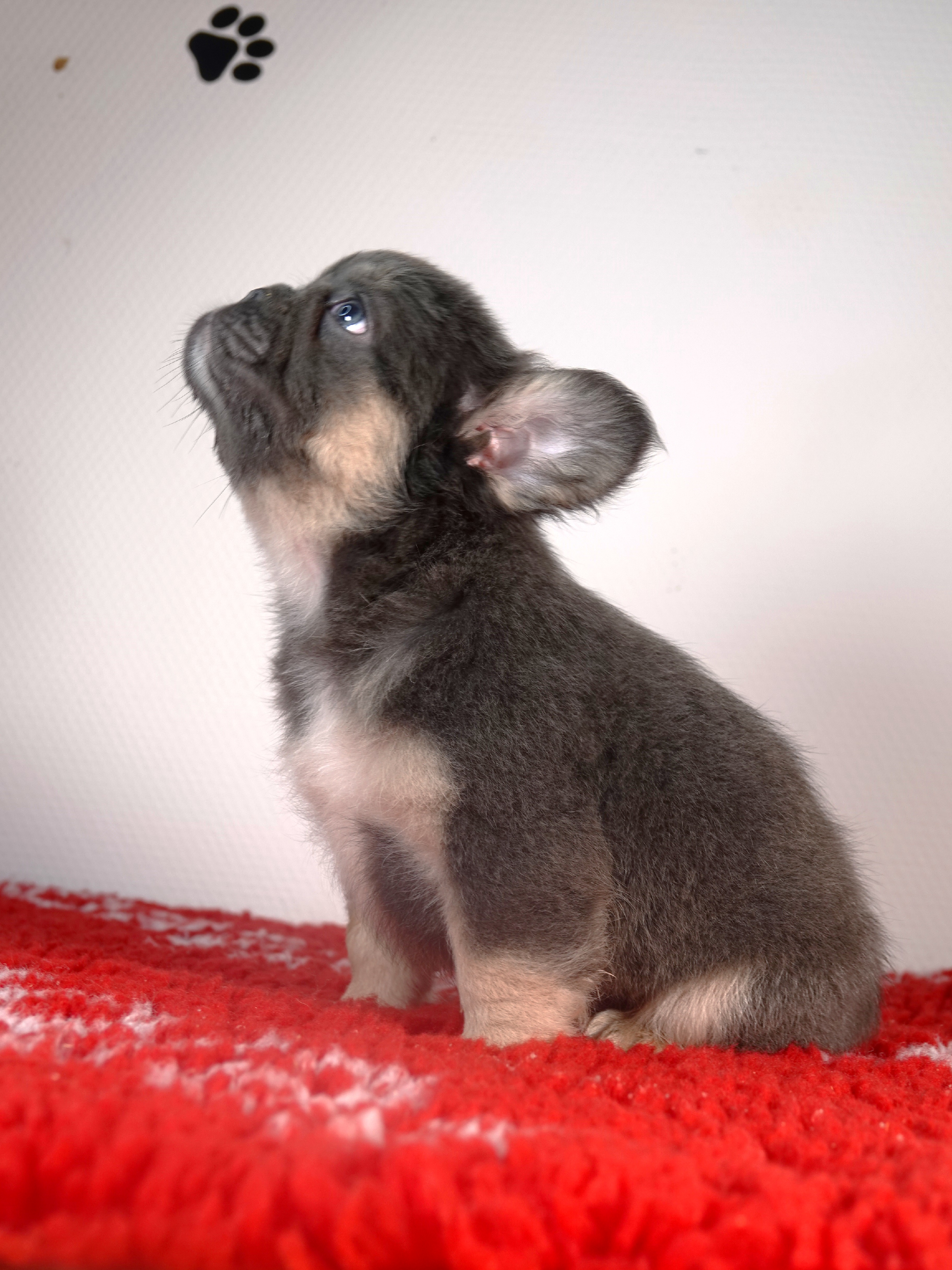 Mâle 2 - Bouledogue Français - Lilac tan Fluffy - DISPONIBLE